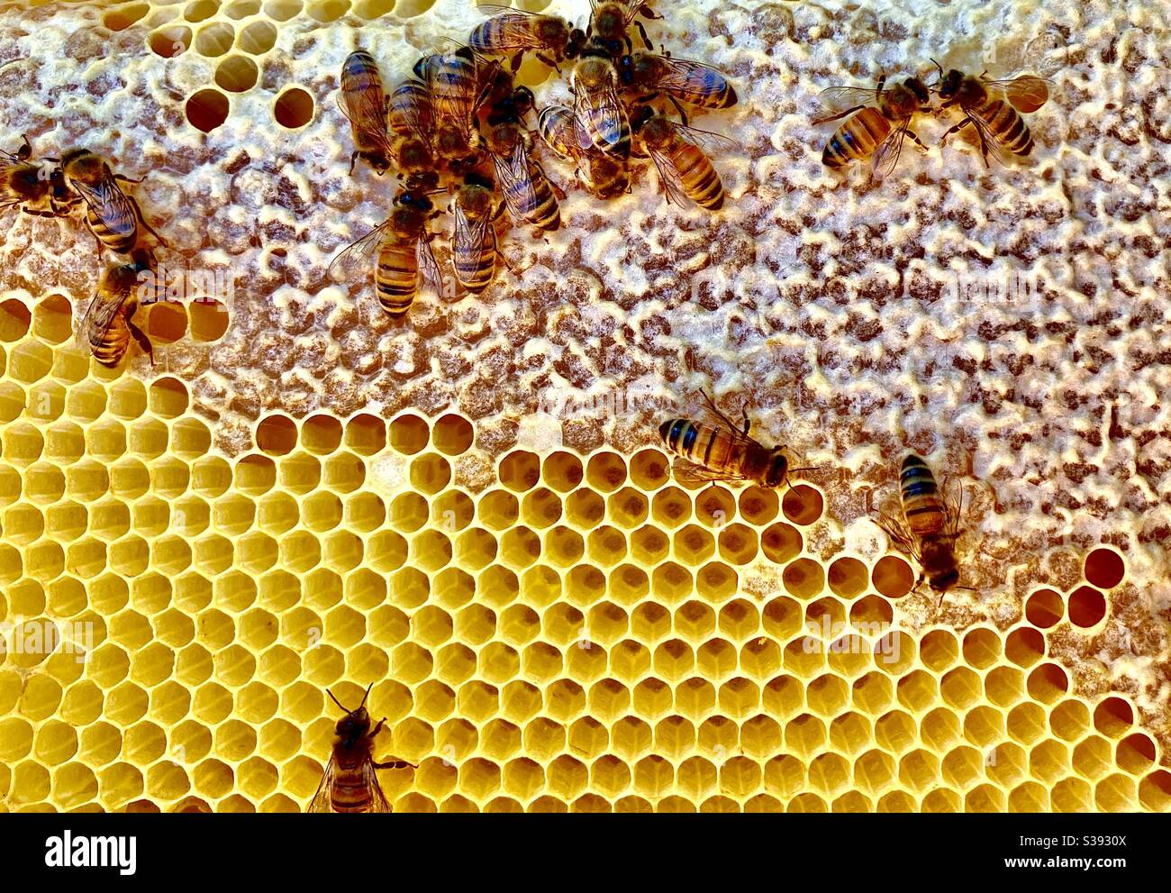 Bees making honey - Smartphone Captured Stock Image