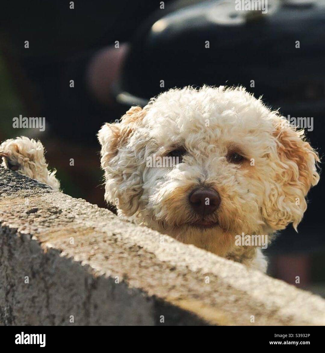Cheeky dog looking over a wall! Stock Photo