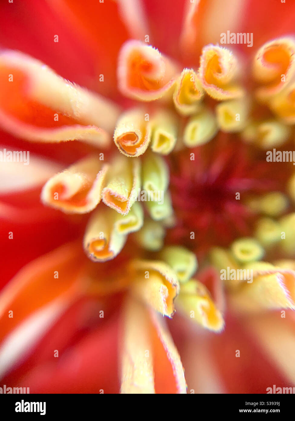 Up close details of a zinnia flower - Smartphone Captured Stock Image