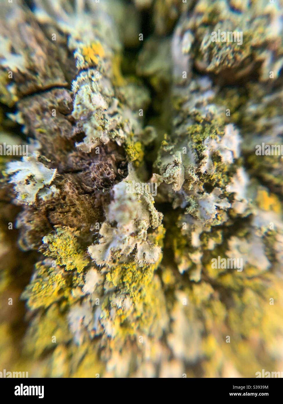 Up close details of a tree bark macro photography - Smartphone Captured Stock Image