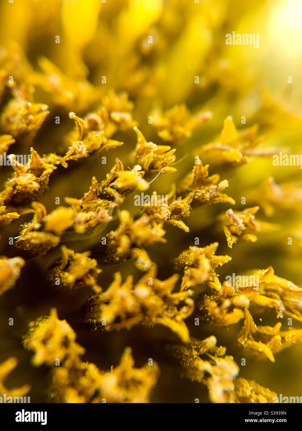 Up close details of sunflower pollen macro photography - Smartphone Captured Stock Image