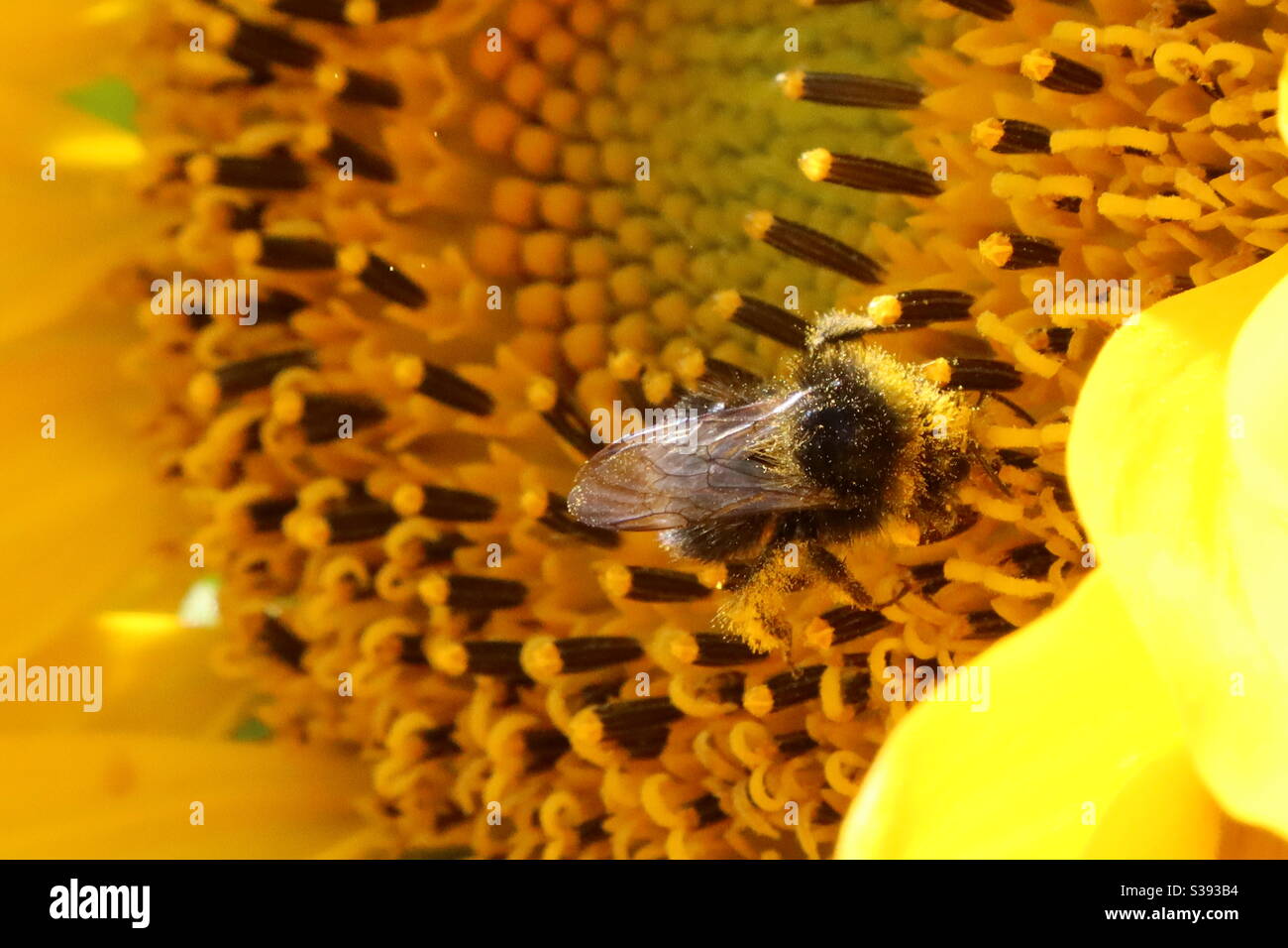 Working bee in Yellow sunflower - arbeitende Biene in gelber Sonnenblume Stock Photo