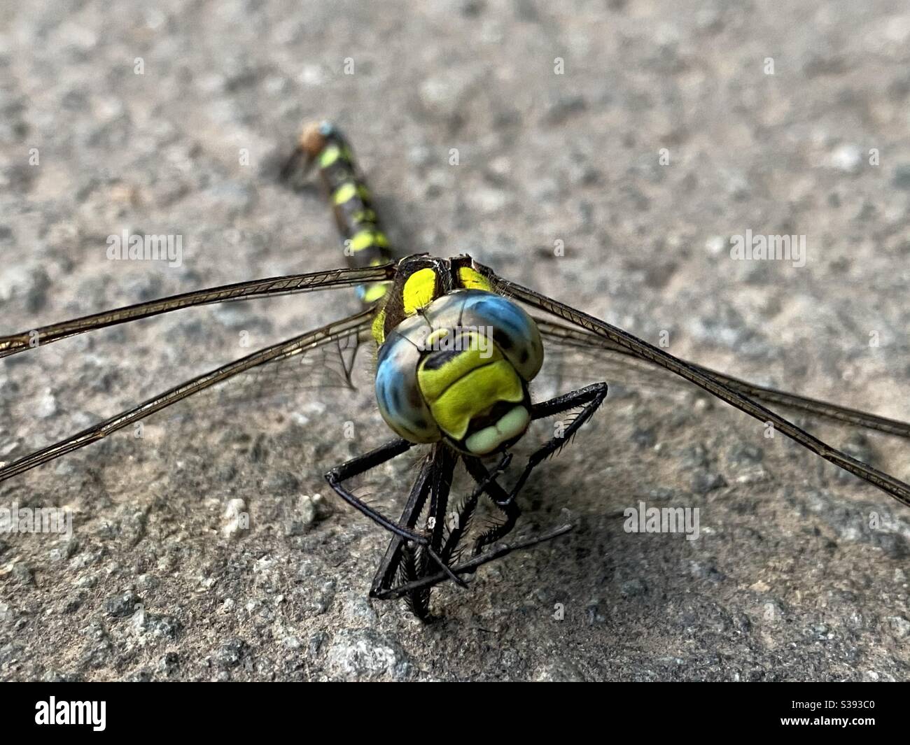 Dragon fly on a street - Libelle auf der Straße - Smartphone Captured Stock Image