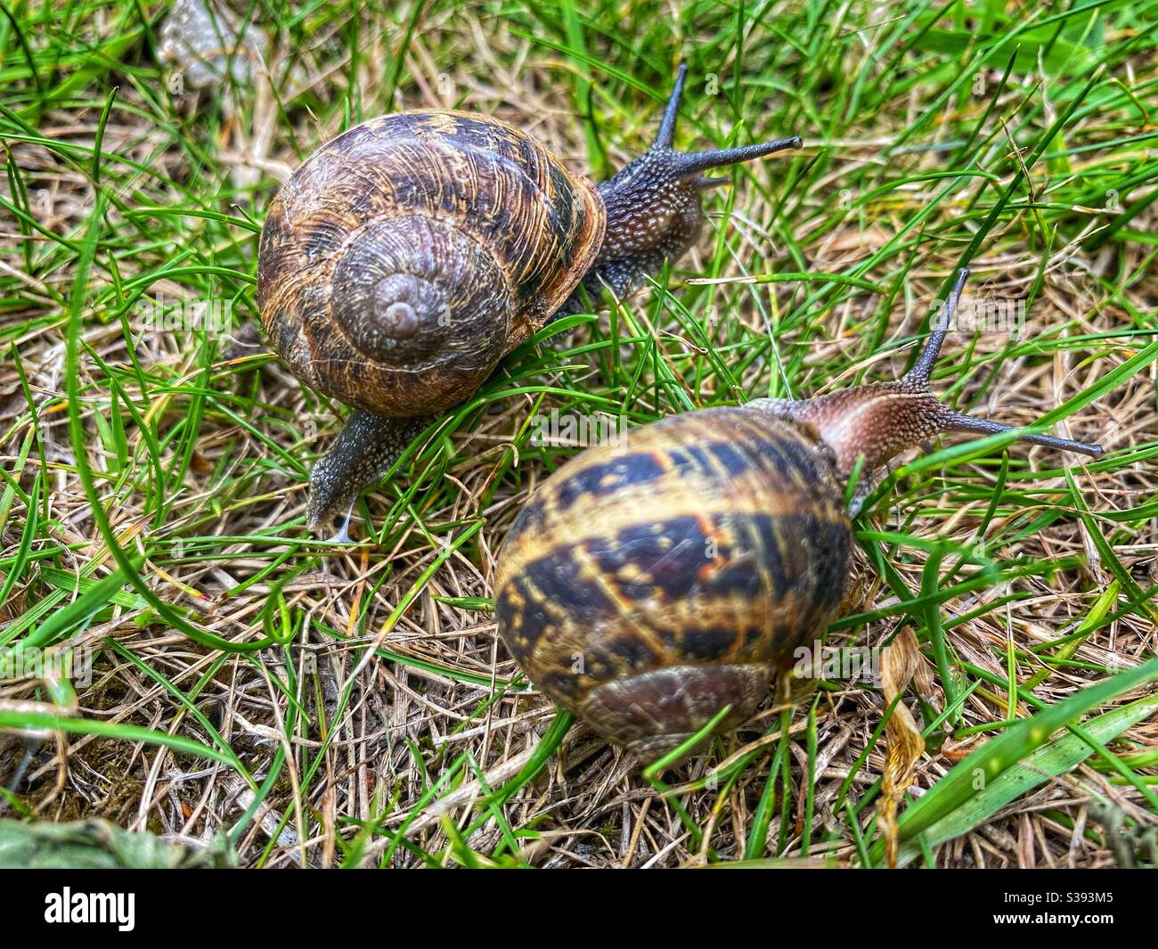 Two garden snails in a garden in England Stock Photo Alamy