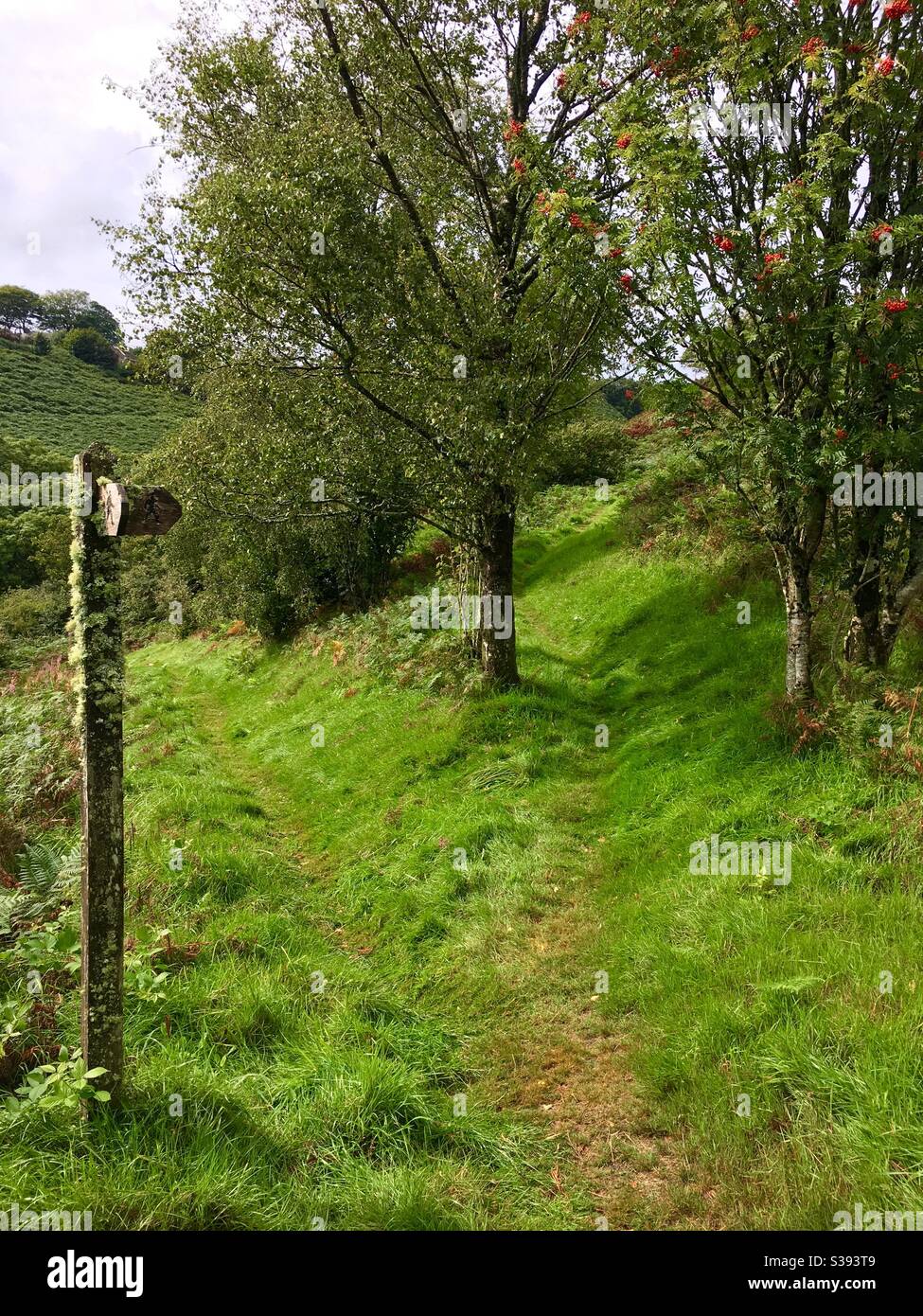 Footpath signpost pointing in two directions and grassy green footpaths - Smartphone Captured Stock Image