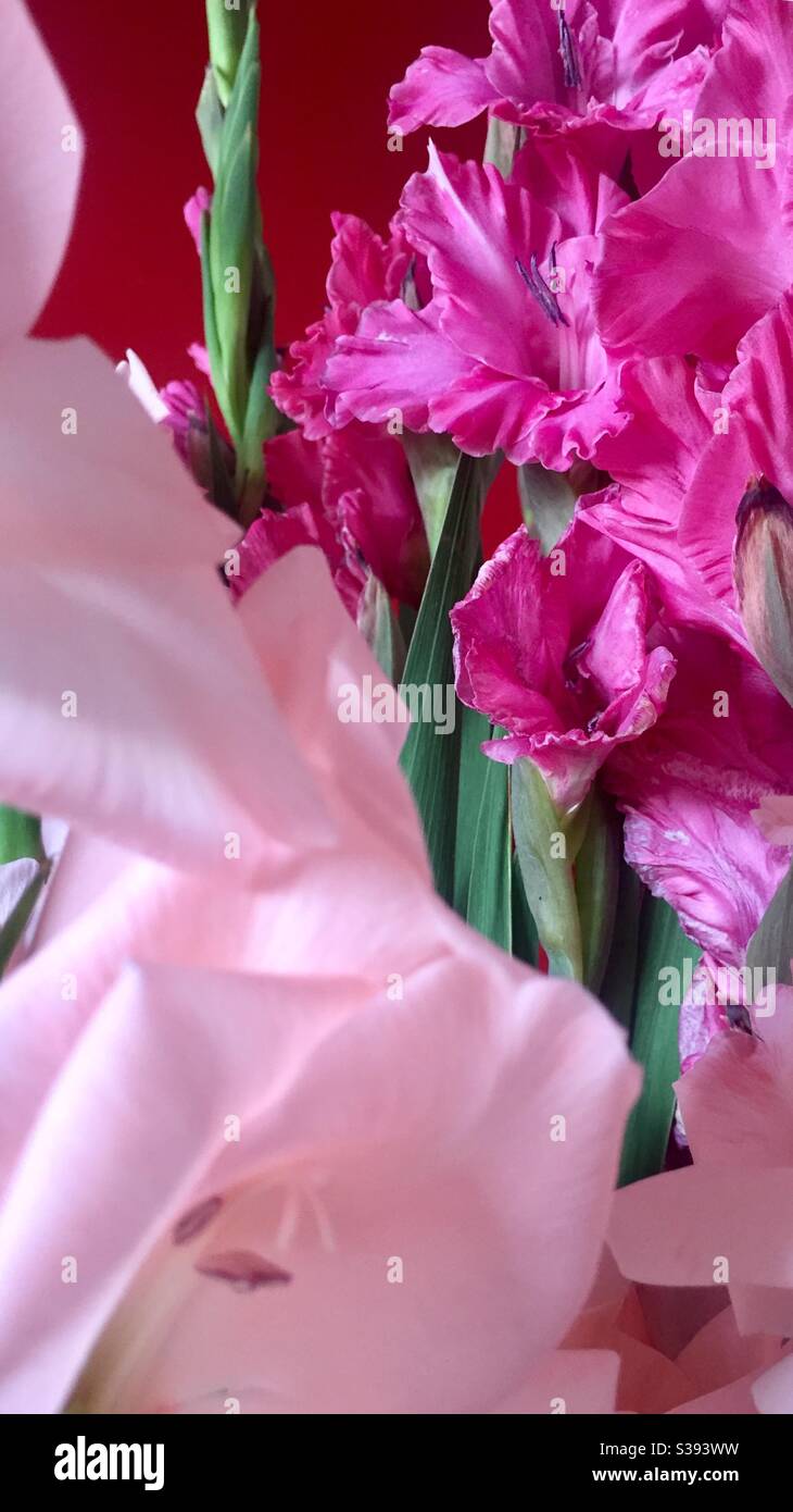 Gladioli - Smartphone Captured Stock Image