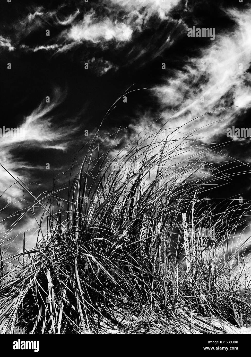 Grass in the sand. Clouds in the sky. Black-and-White photography. Stock Photo