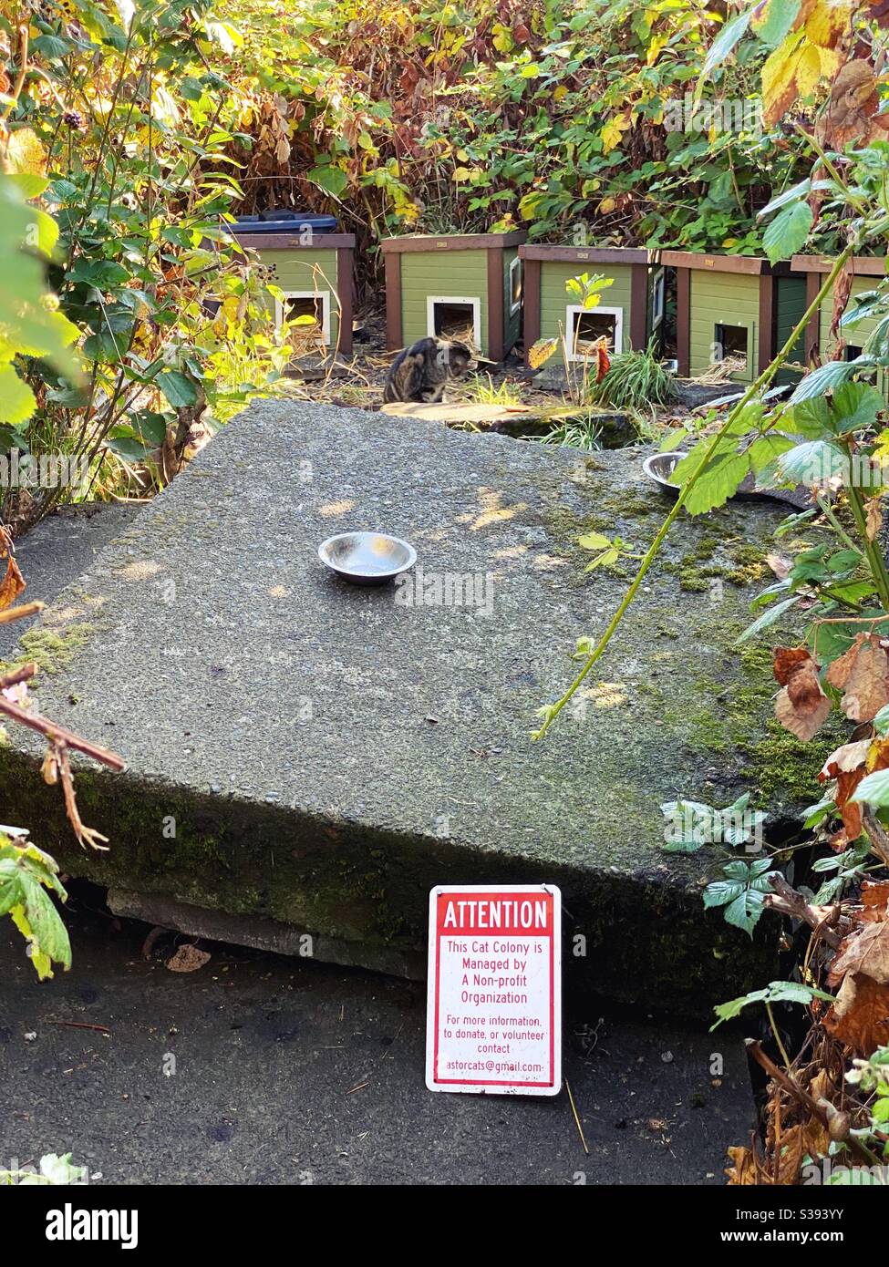 A cat colony for feral cats in Astoria, Oregon. Stock Photo