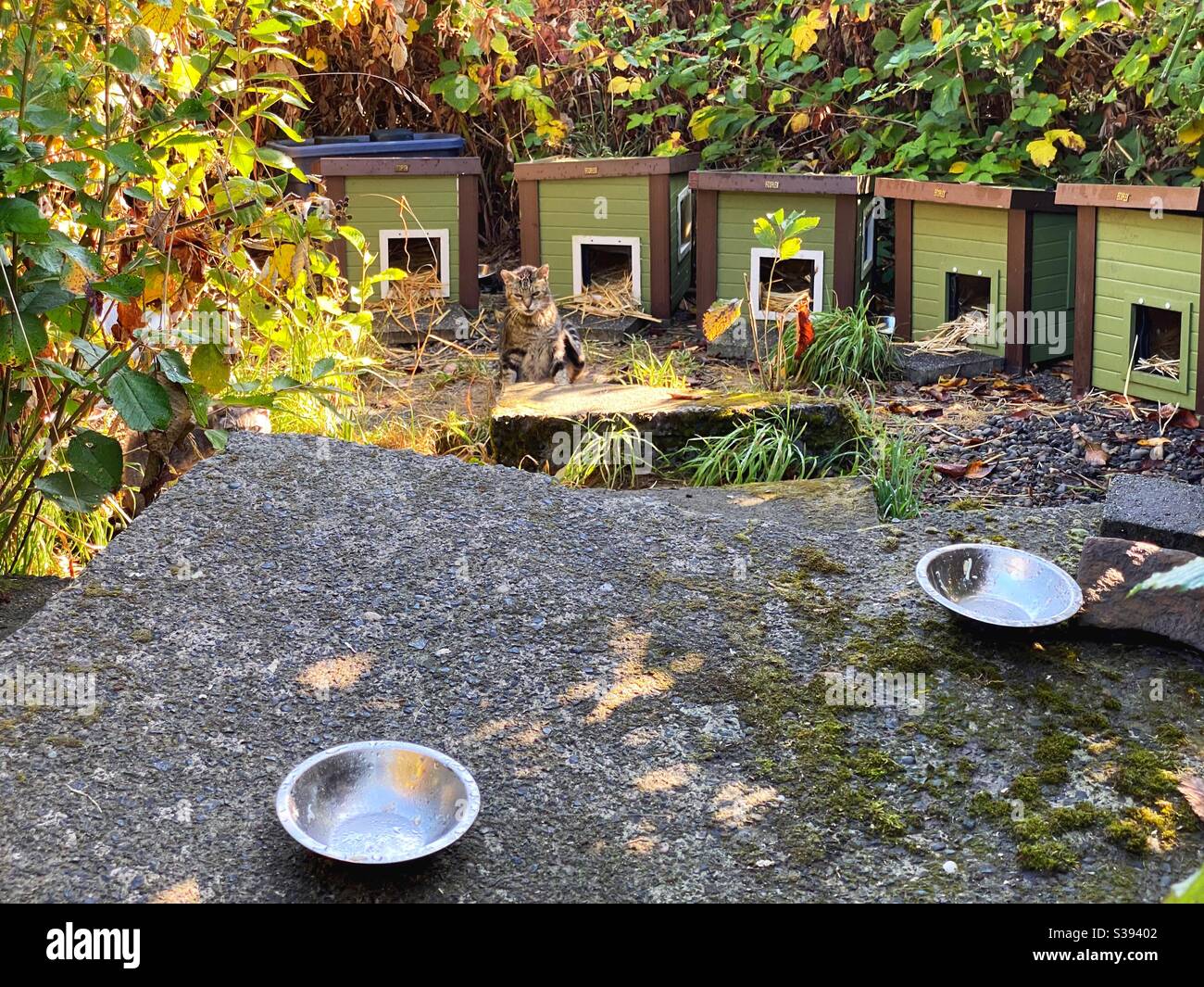 A cat colony for feral cats, in Astoria, Oregon. Stock Photo