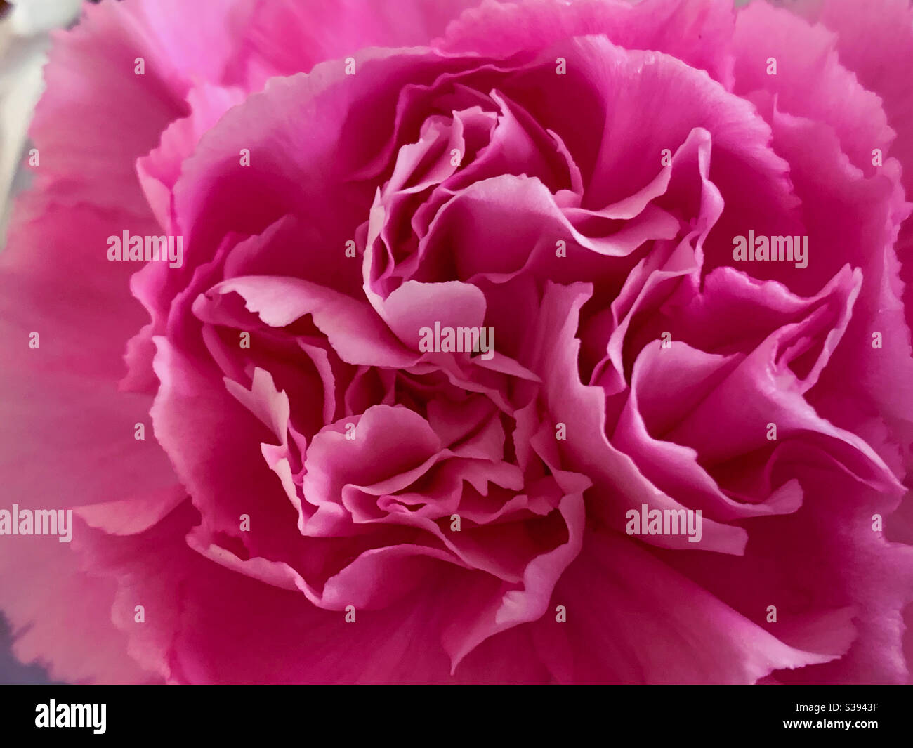 Pink carnation flower macro - Smartphone Captured Stock Image