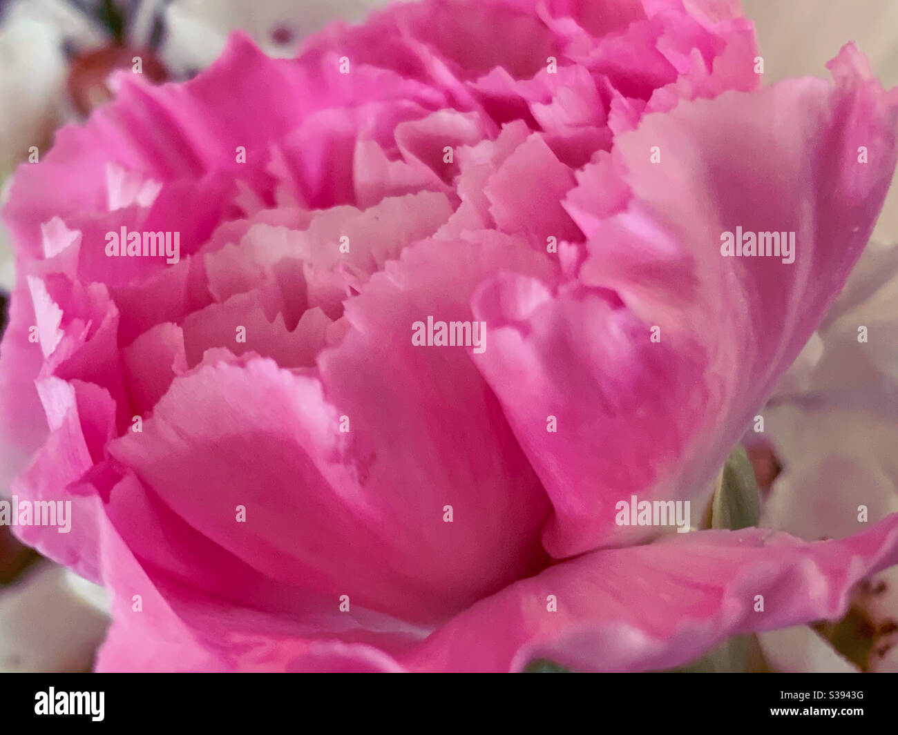 Macro of Pink carnation flower in bloom - Smartphone Captured Stock Image