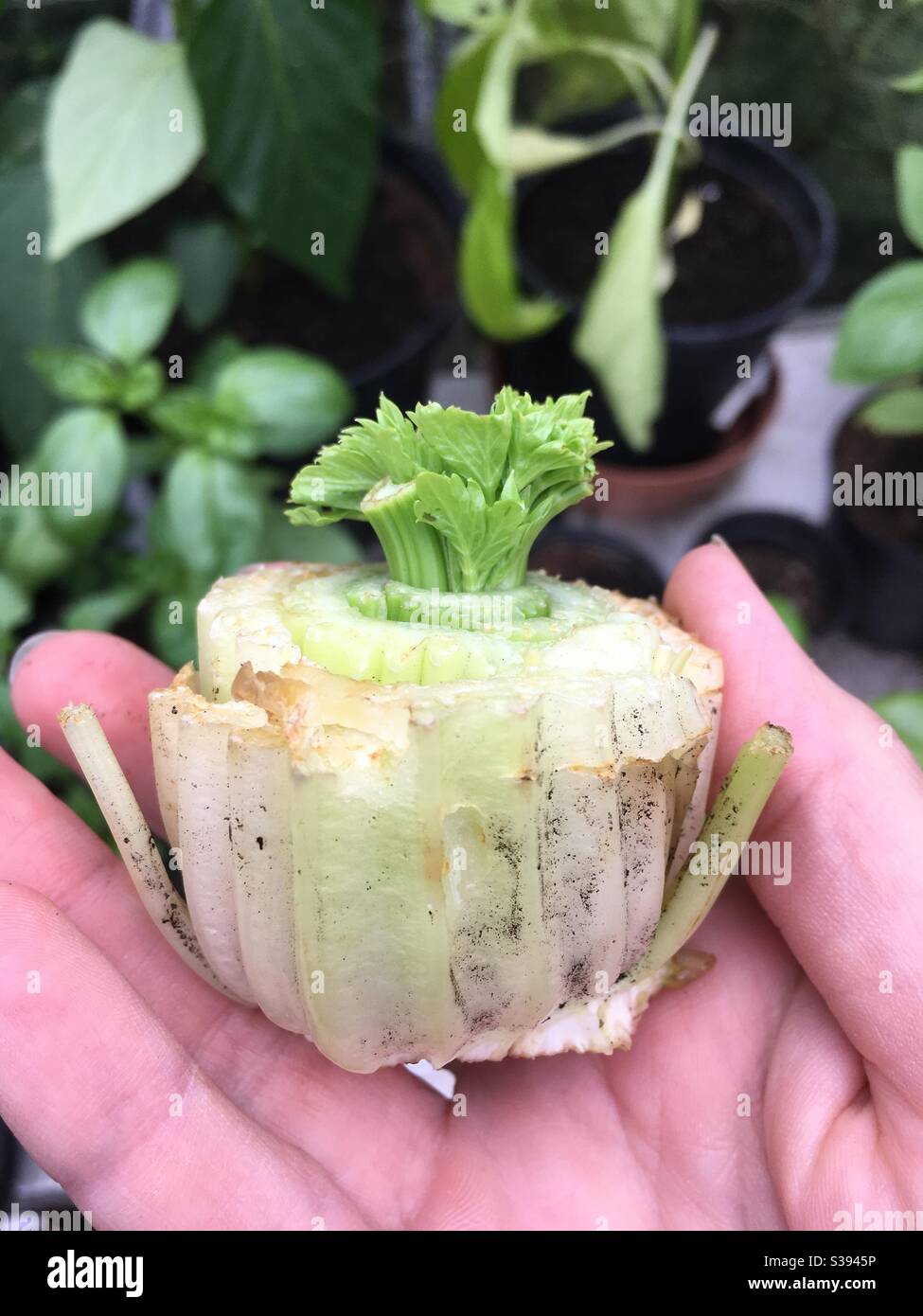 Regrowing celery from scraps Stock Photo
