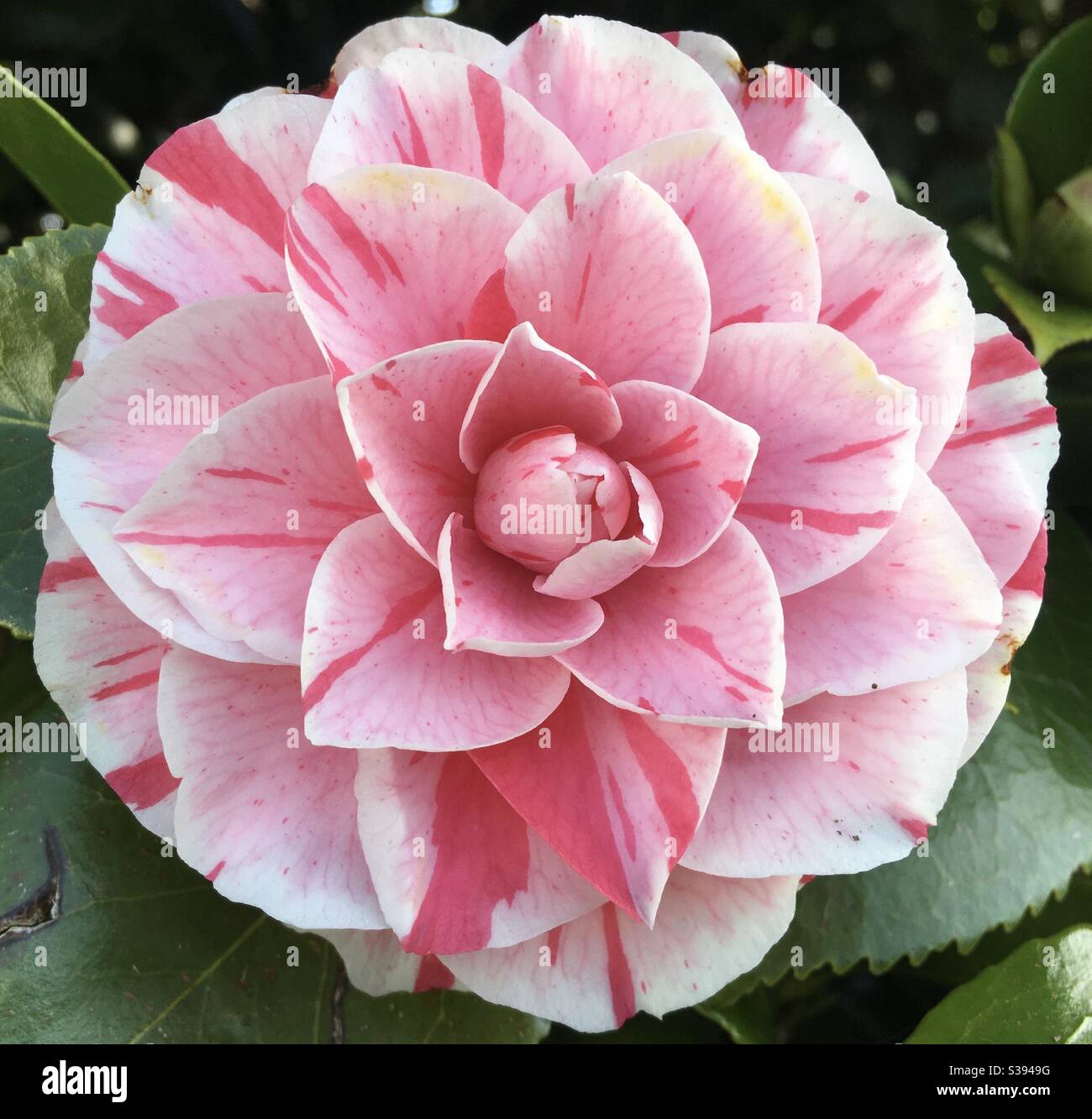 Variegated pink camellia flower Stock Photo