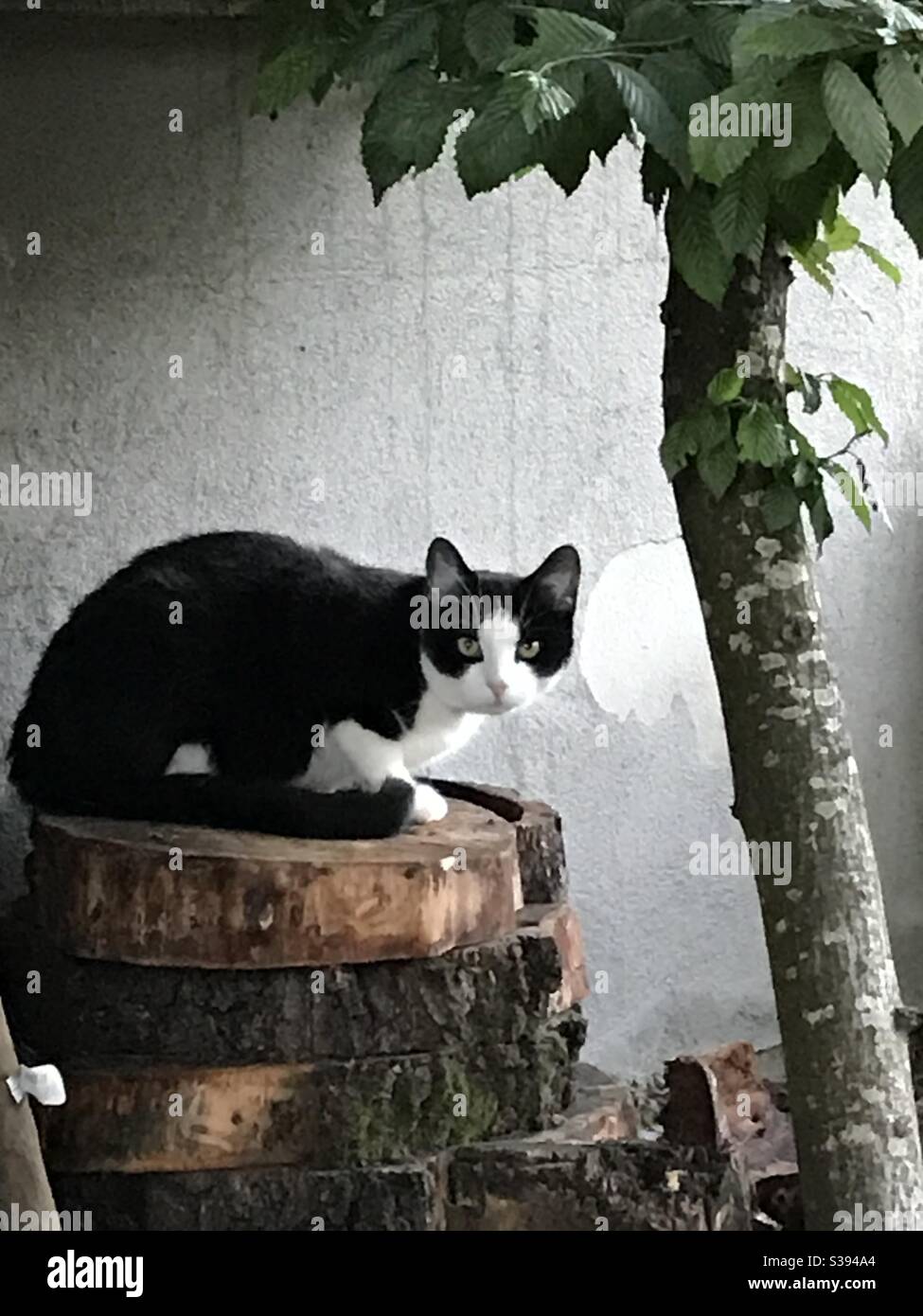 Chat noir et blanc Stock Photo