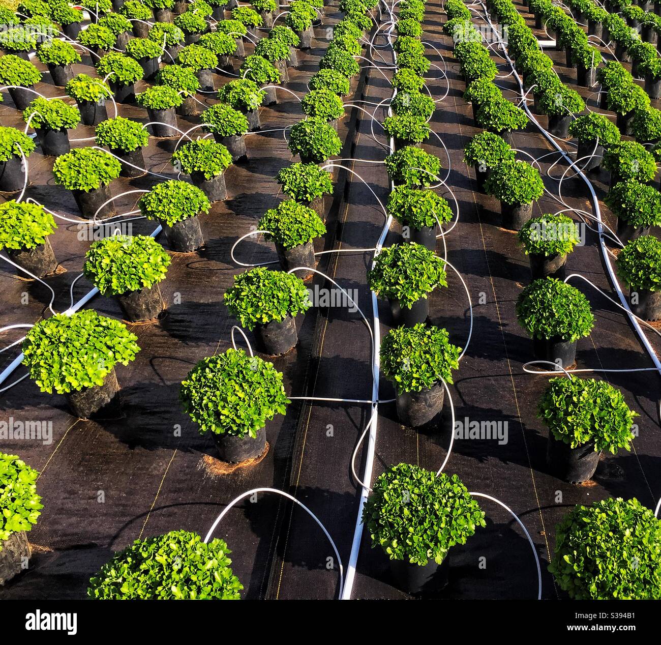 Fall chrysanthemums for the garden grown outside in a plant nursery with a special drip irrigation system. - Smartphone Captured Stock Image