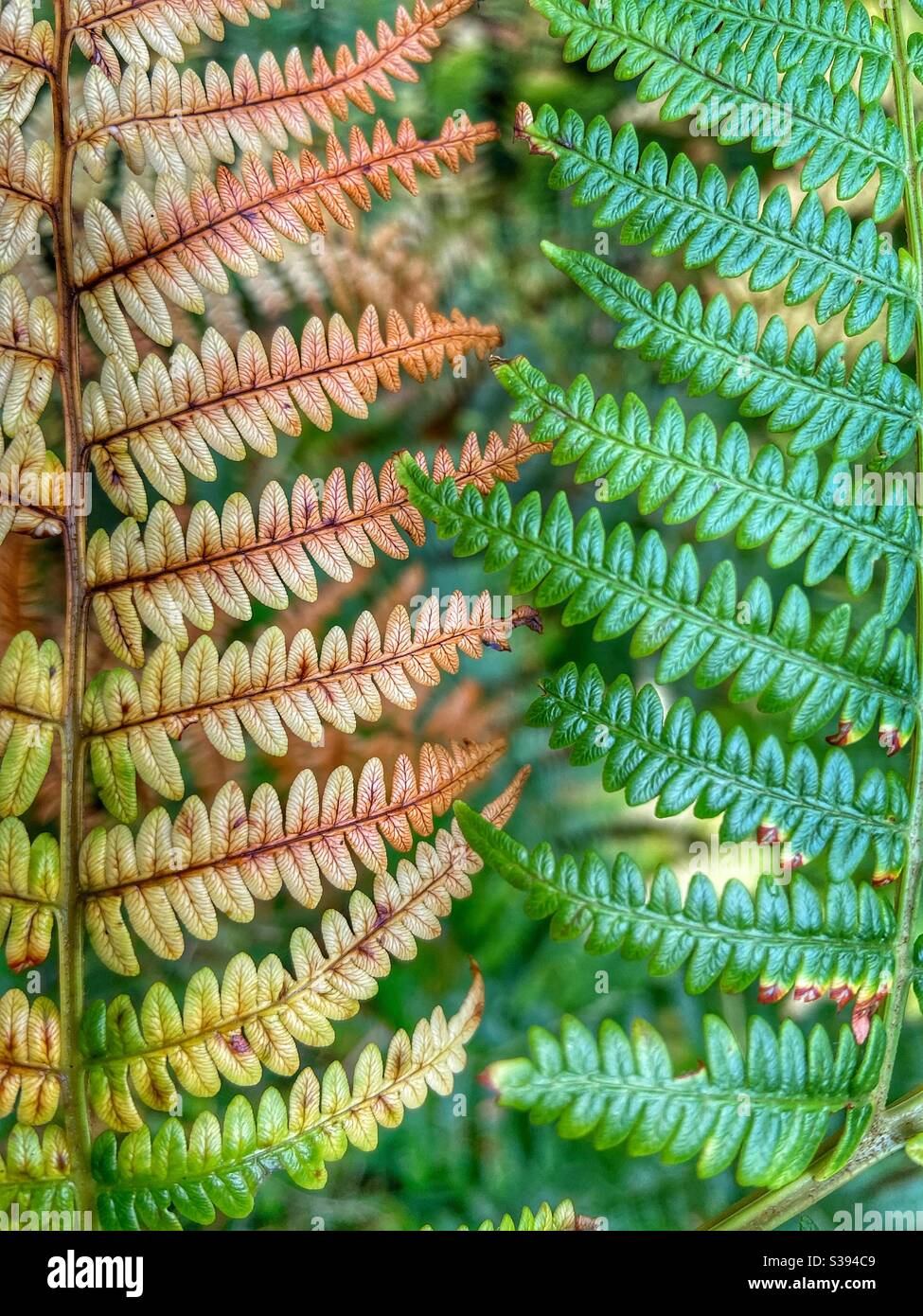 Green and brown fern leaves Stock Photo Alamy