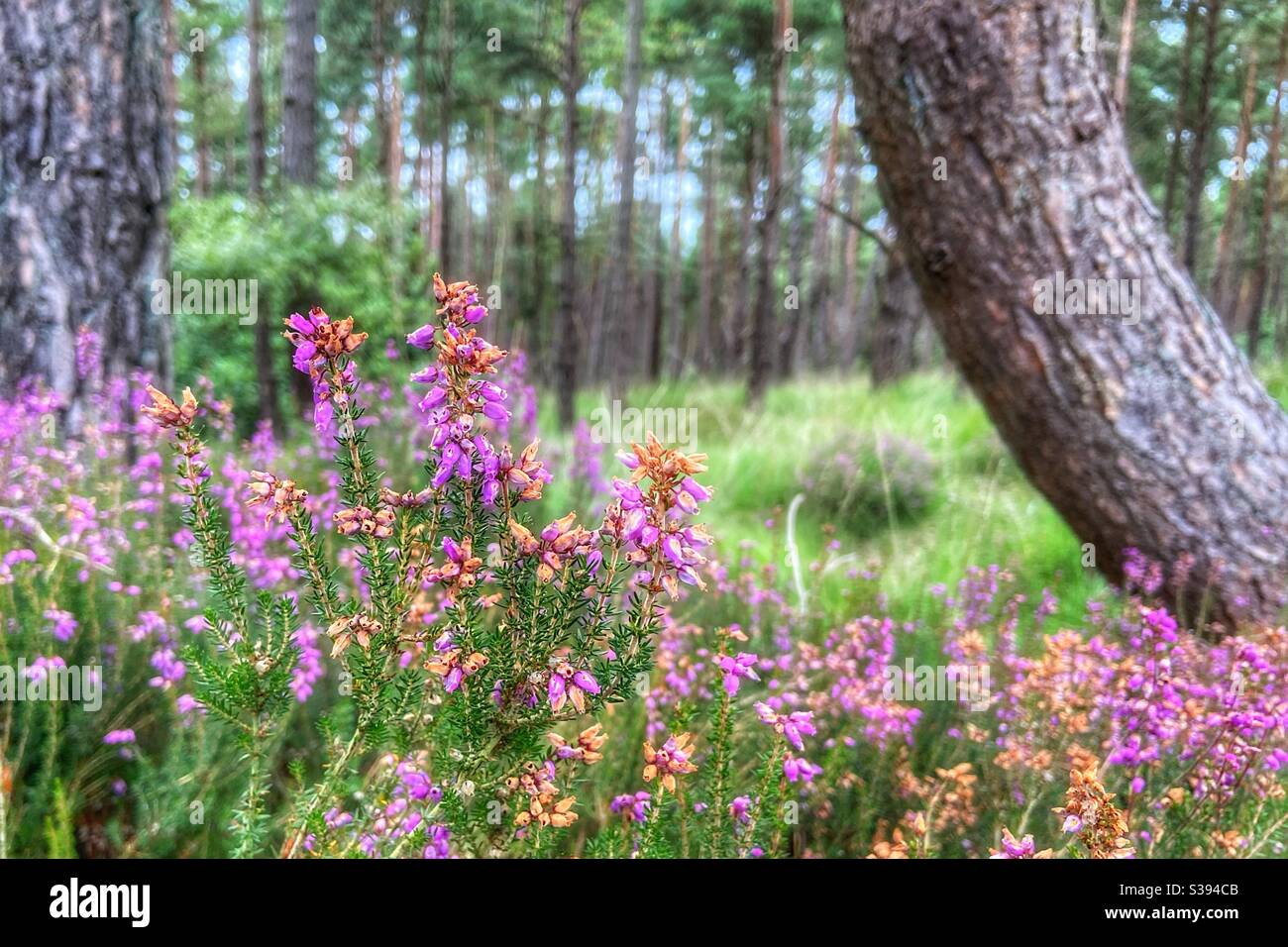 Heathers in foreground with out of focus tree trunks in background Stock Photo