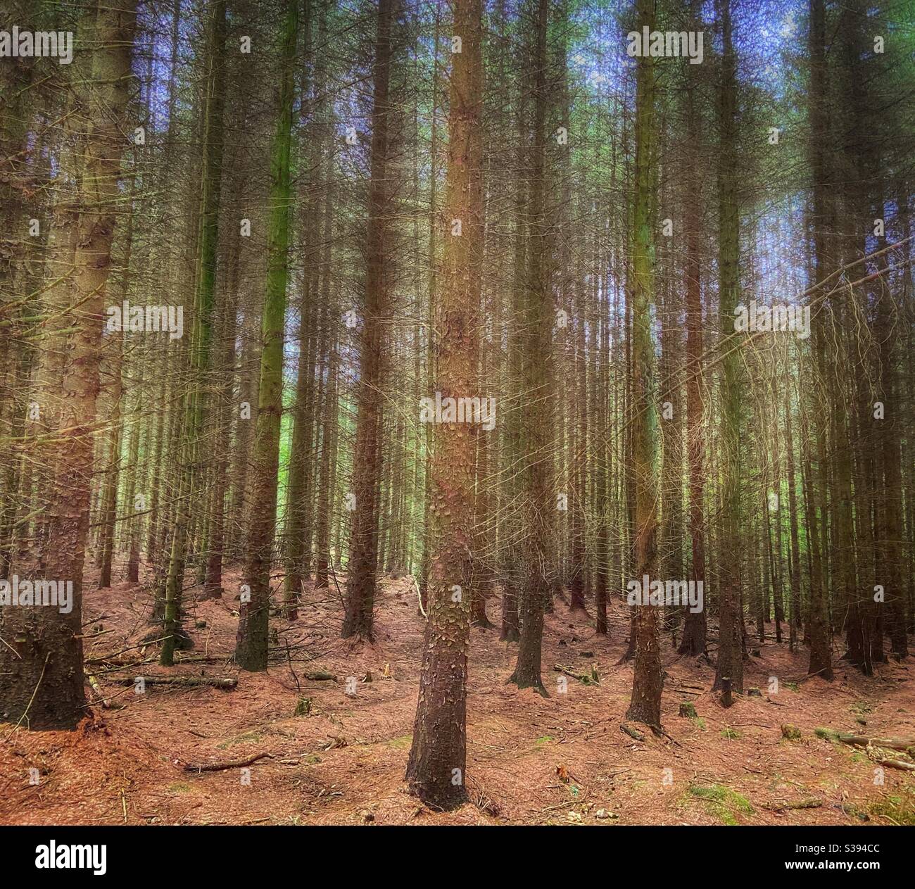 Pine forest with blurting effect on trees - Smartphone Captured Stock Image