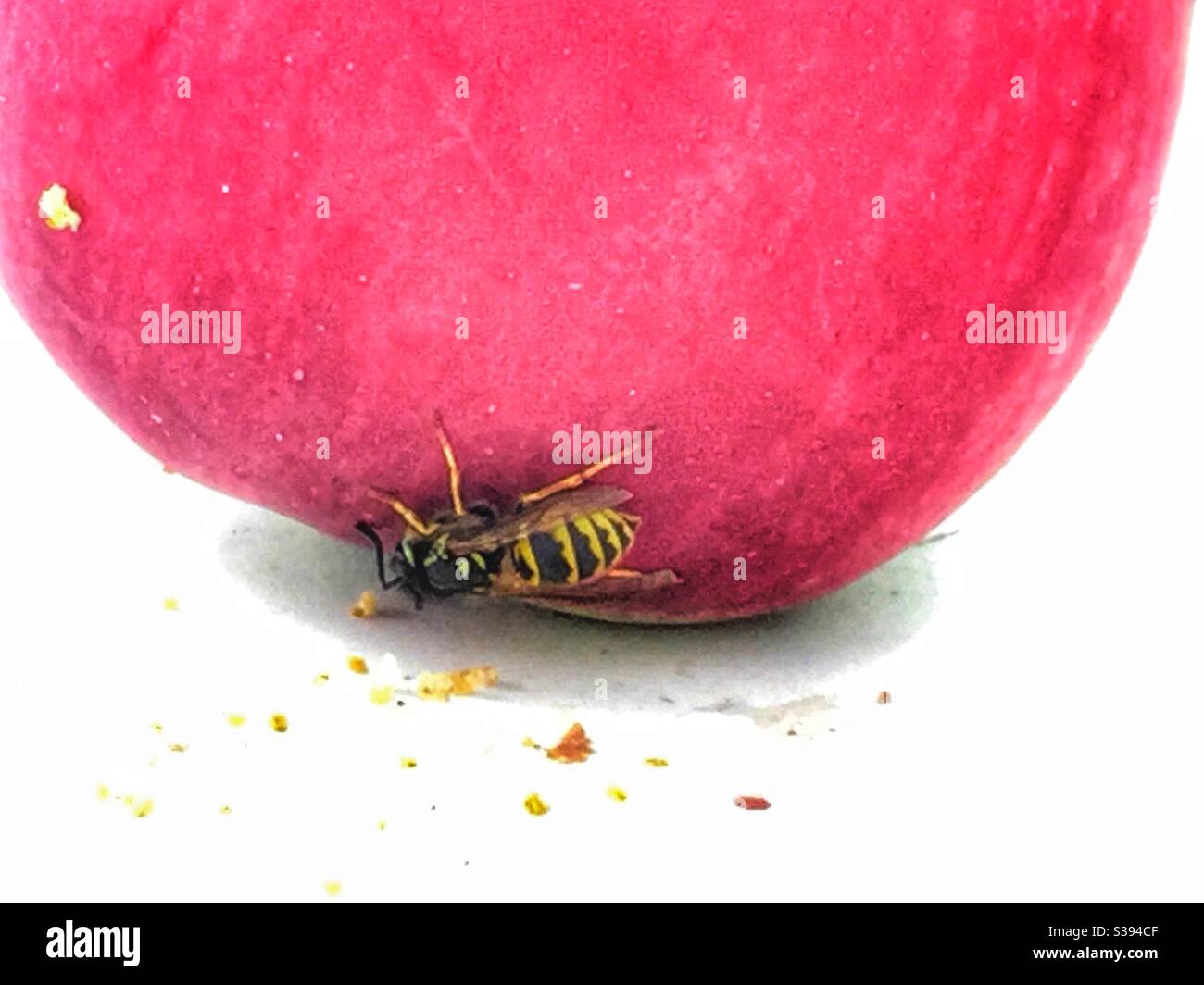 Wasp on red apple close up - Smartphone Captured Stock Image