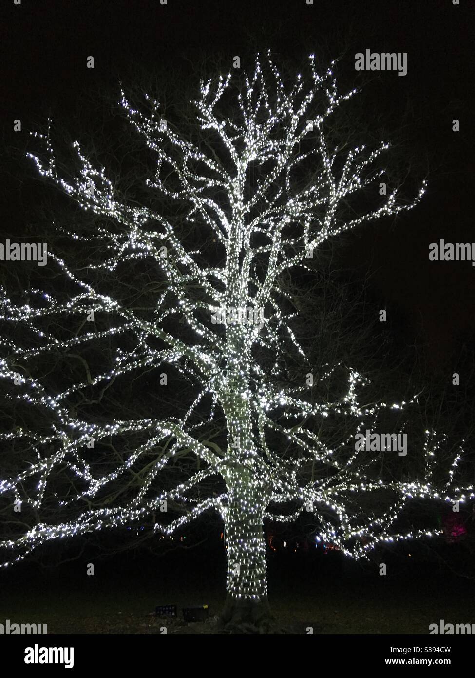 Christmas Fairy lights on tree Stock Photo Alamy