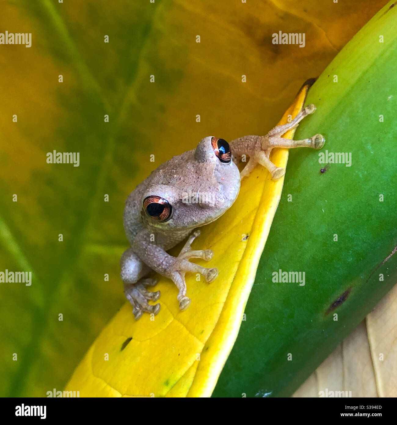 Tree frog resting  on  elephant ear leaves in Florida. Stock Photo
