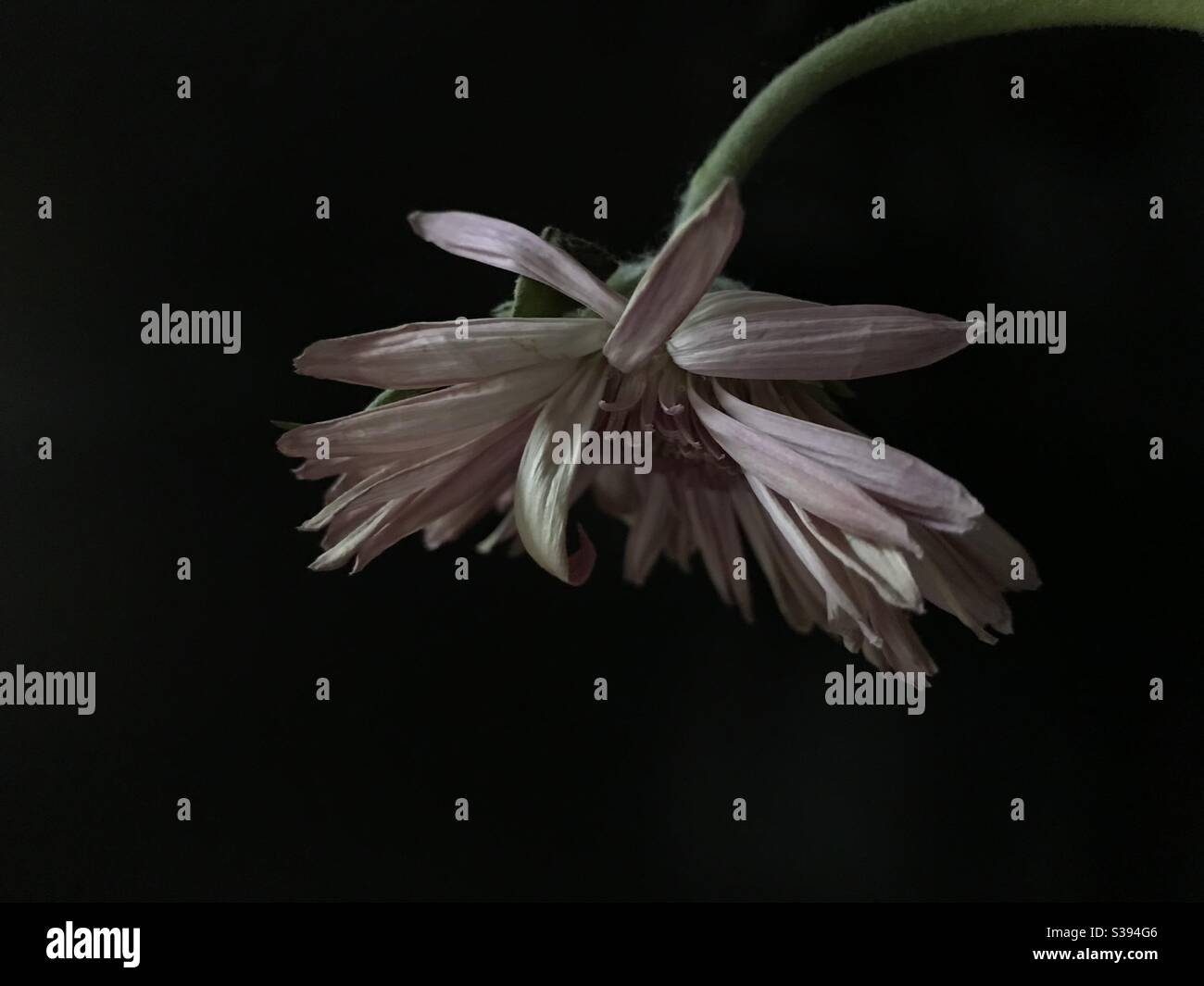 Dead dying Gerbera flower against a black background Stock Photo Alamy