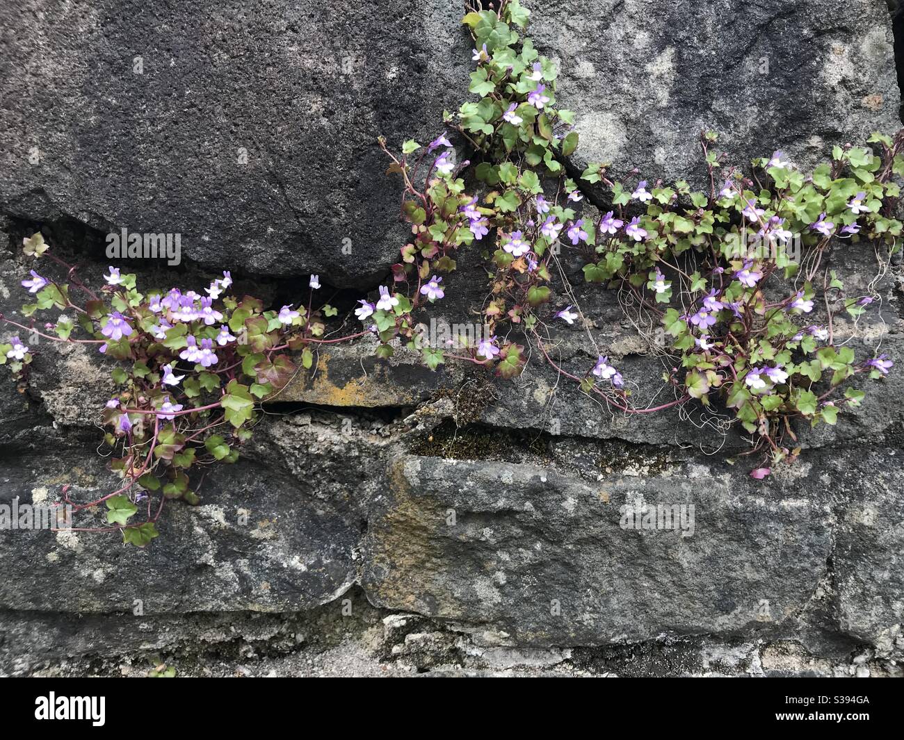 Small purple flowers and foliage growing in stone wall Stock Photo - Alamy