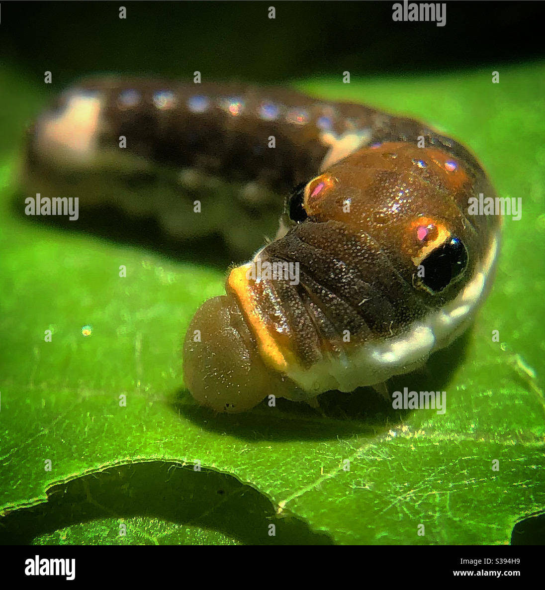 Spicebush swallowtail caterpillar on spicebush Stock Photo