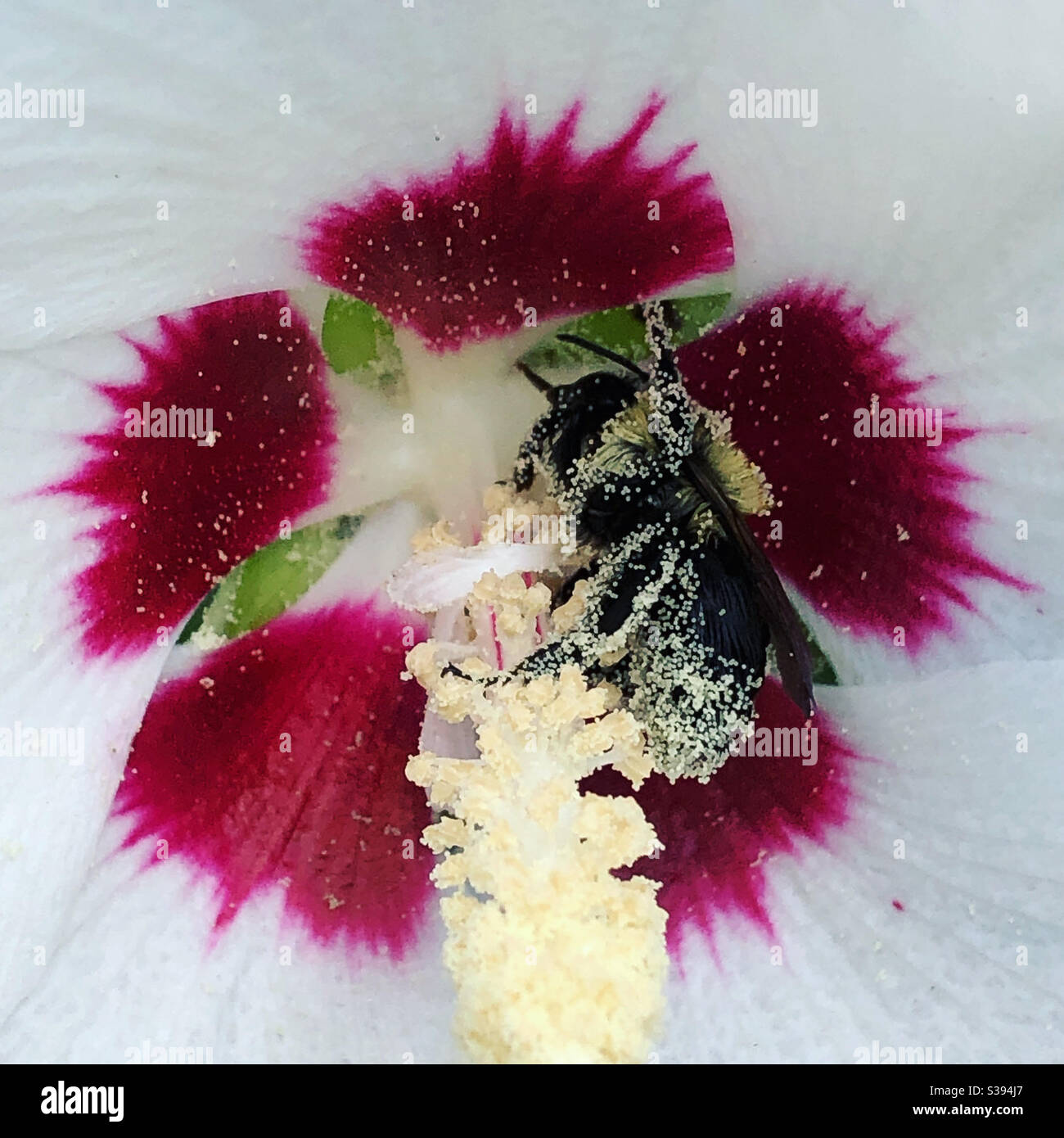 Close up of bee covered in pollen on Hibiscus flower Stock Photo