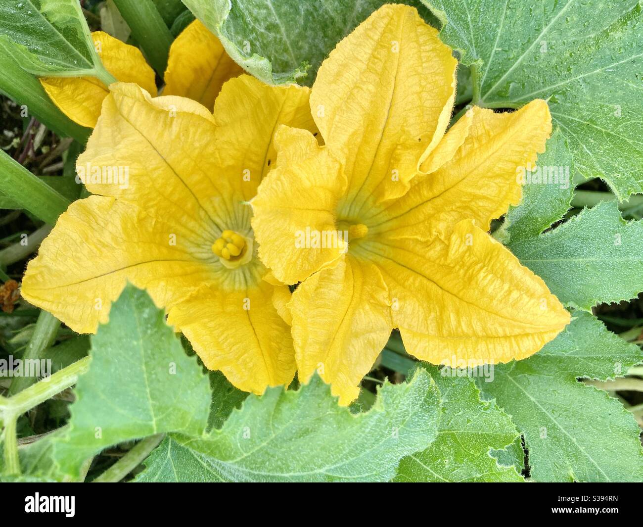Male and female squash blossoms Stock Photo Alamy