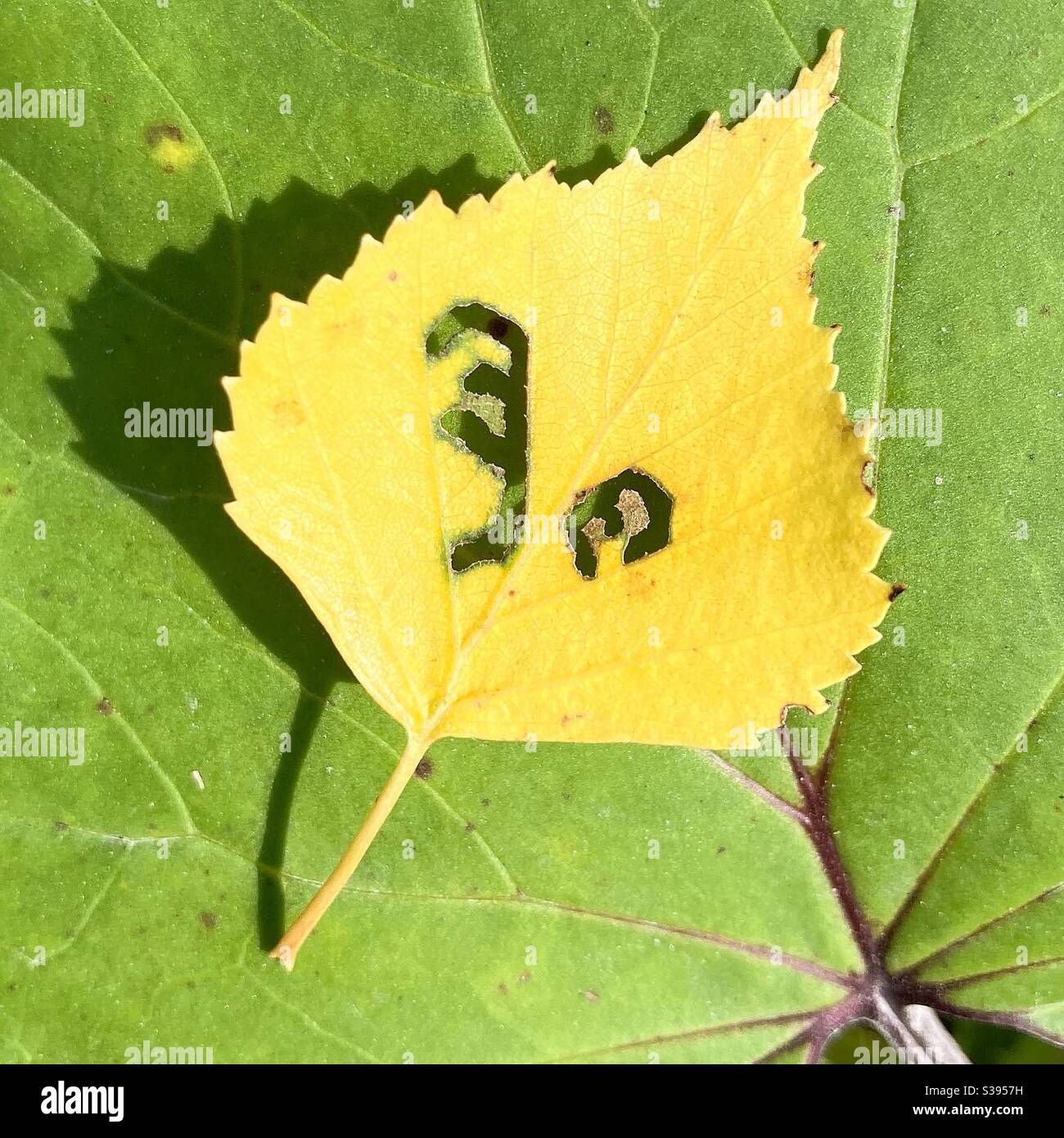 Autumn - Smartphone Captured Stock Image