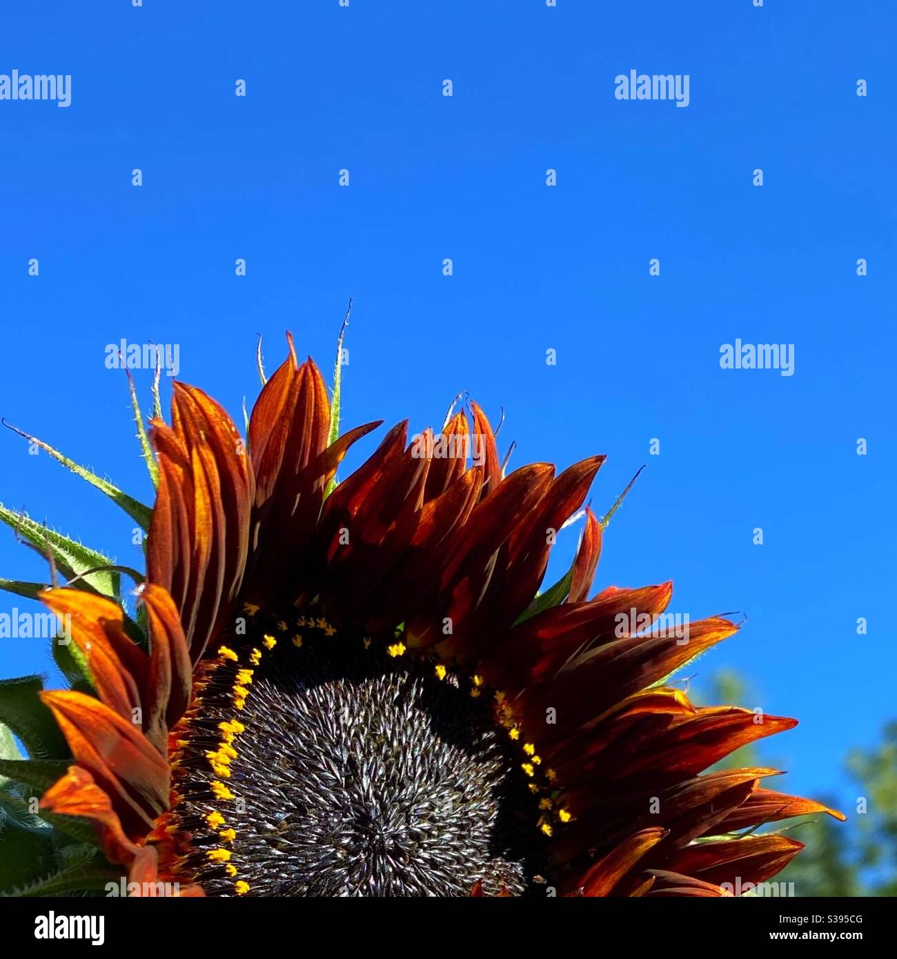 Red sunflower starting to bloom Stock Photo Alamy