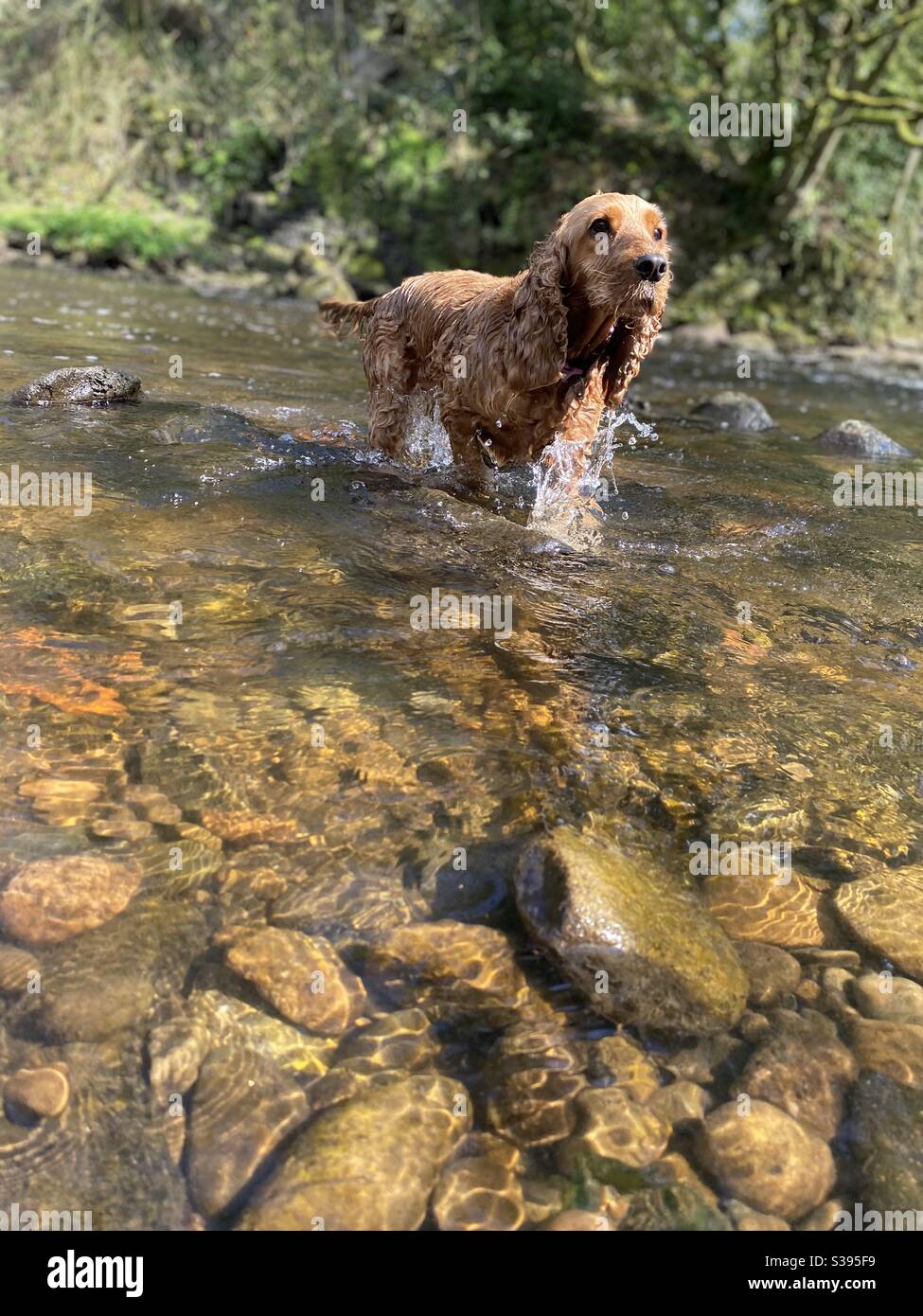 English cocker spaniel running through water Stock Photo Alamy