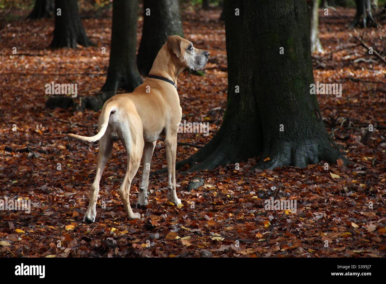 Great Dane on a walk in the Forest of Dean Stock Photo