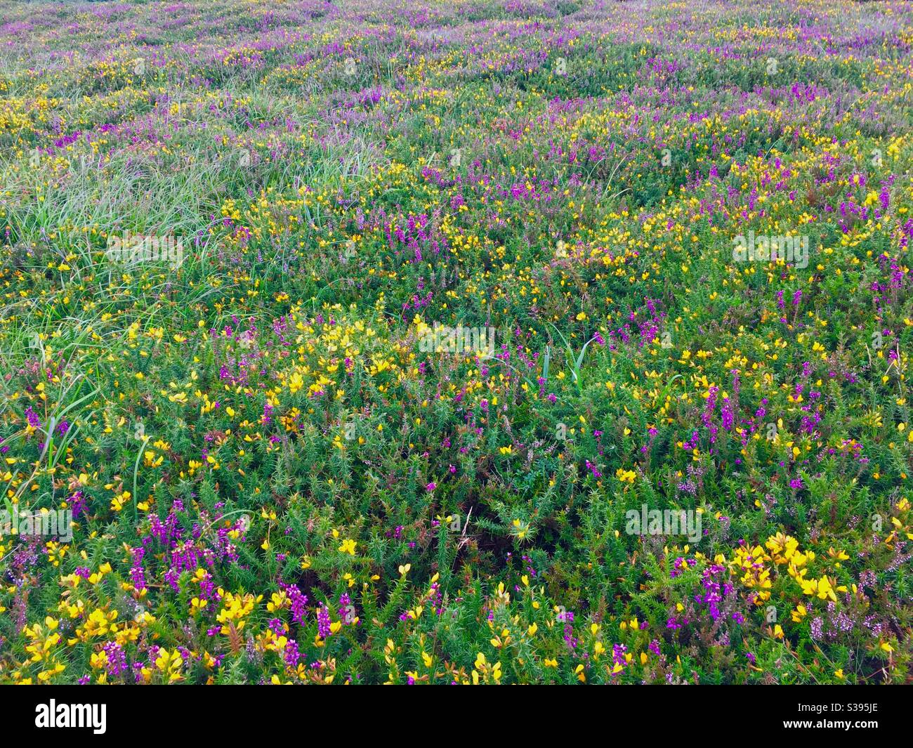 Purple heather and yellow gorse on heathland - Smartphone Captured Stock Image