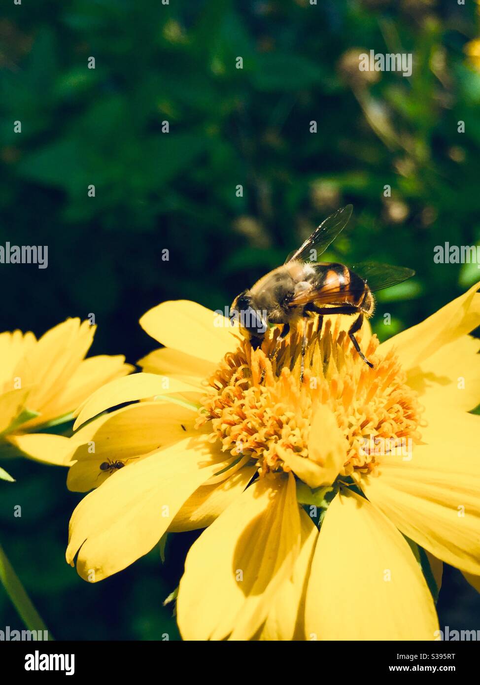 Bee collecting nectar on the yellow flower Stock Photo