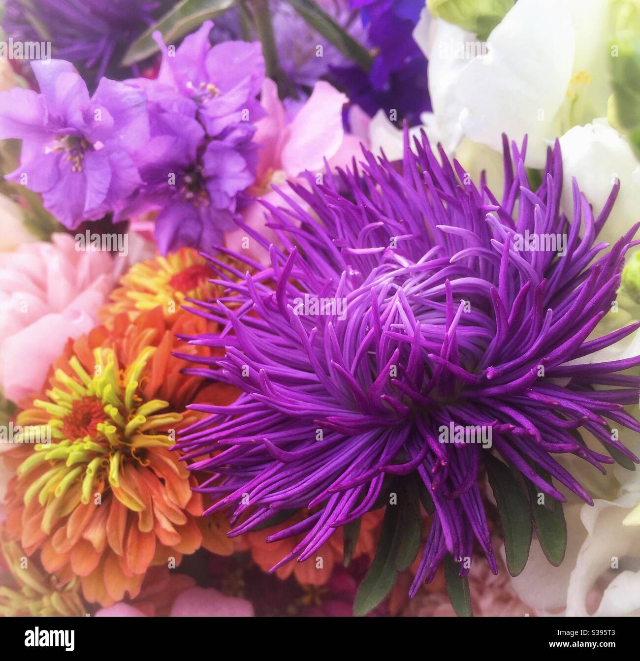 Colourful bouquet of flowers containing asters and zinnias. - Smartphone Captured Stock Image