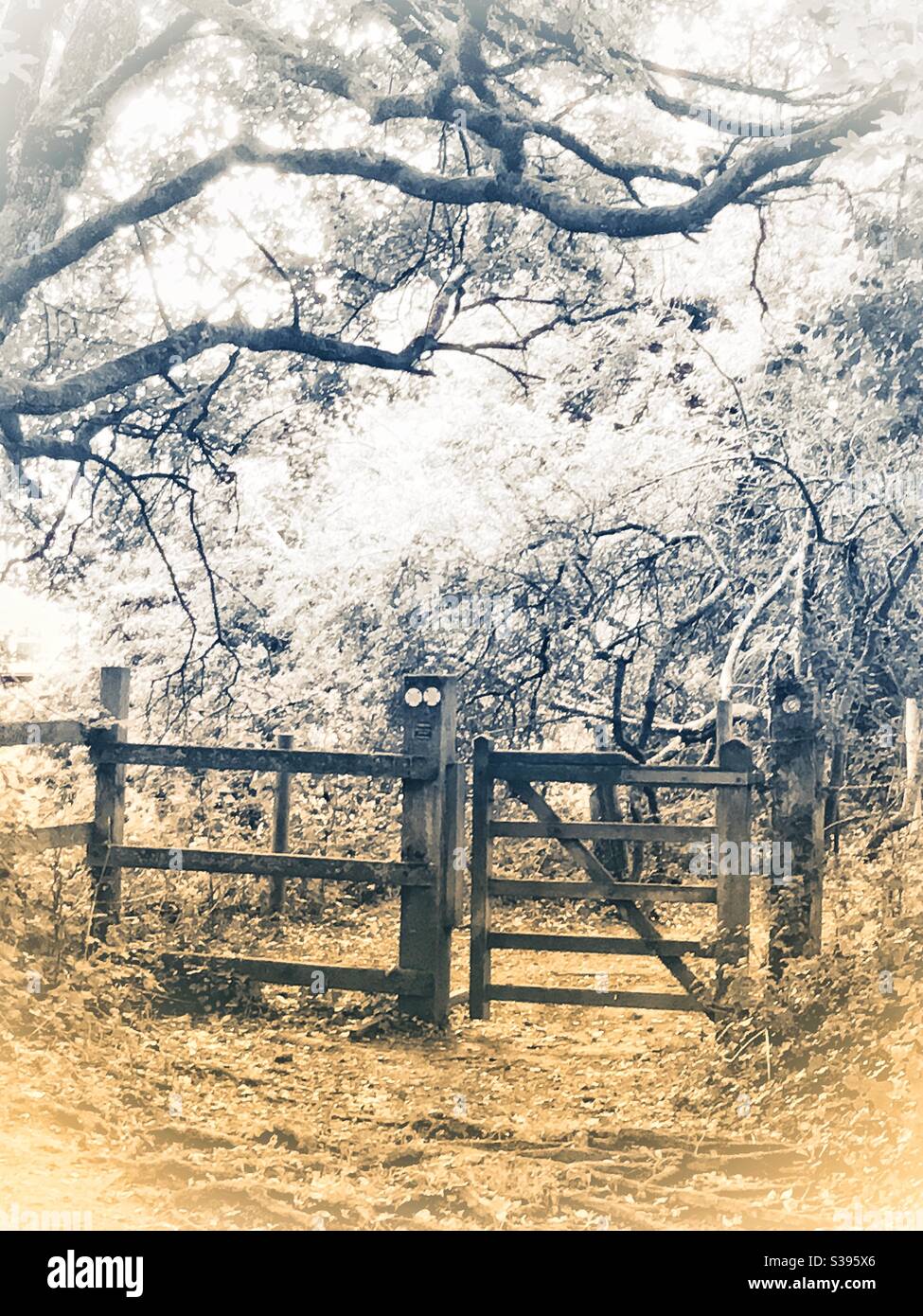Wooden gate on a path in woodland in the UK Stock Photo Alamy
