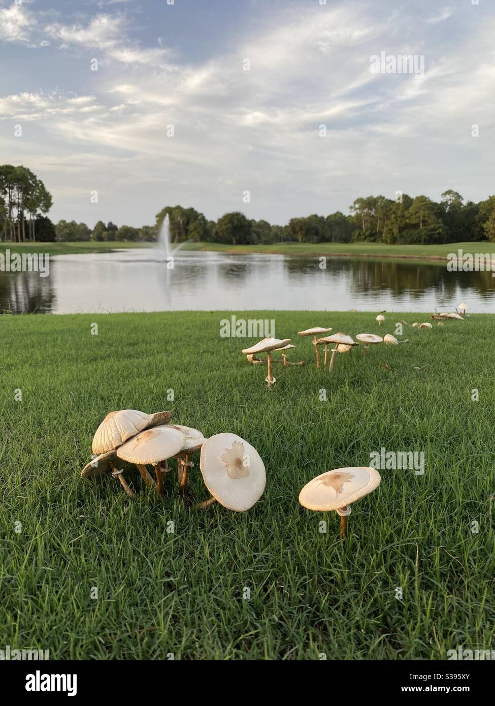Large area of umbrella mushrooms with pond and water fountain
