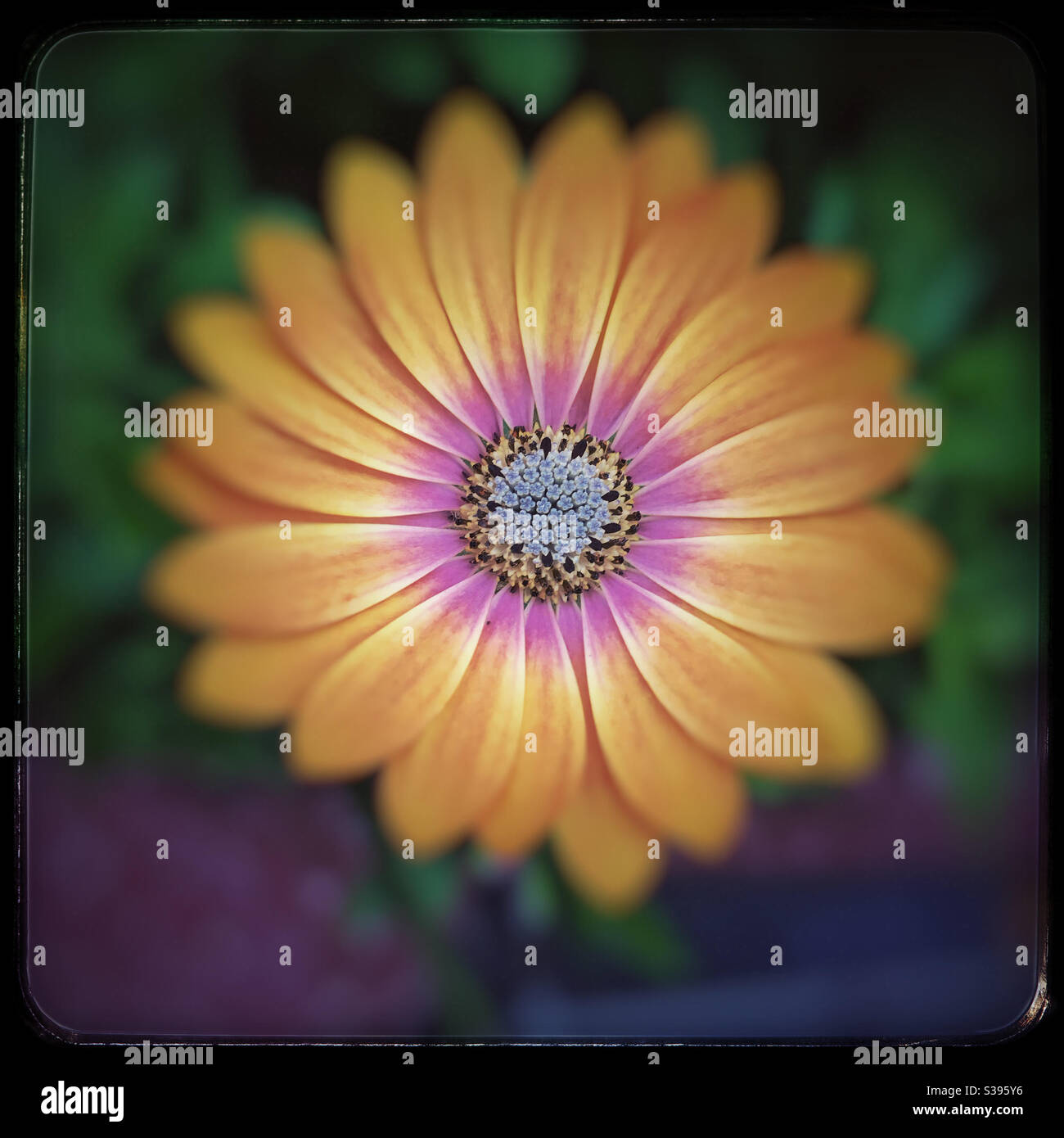 Orange daisy flower Stock Photo - Alamy