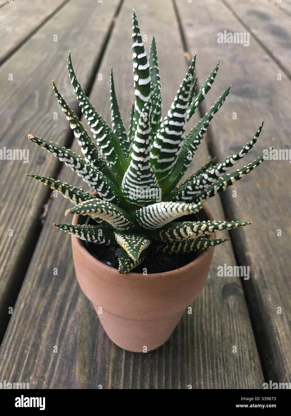 Zebra plant, an eye-catching succulent, is easy to care for. This plant is about 3 inches tall, but they can grow up to 2 feet! The scientific name is Haworthiopsis attenuata. Stock Photo