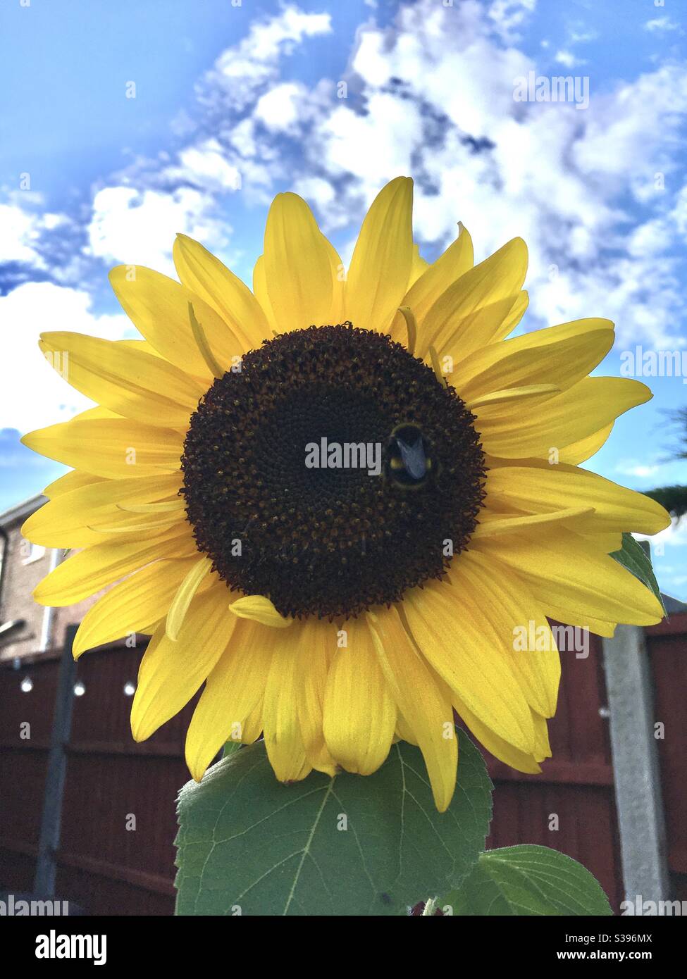 Giant sunflower with bee on it - Smartphone Captured Stock Image