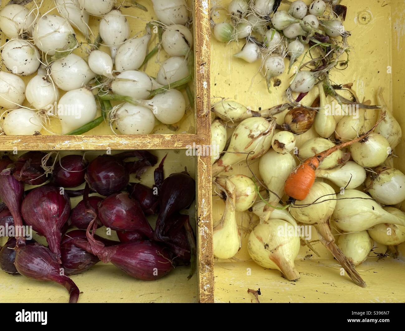 Home Grown Onion Selection drying in the sun !  Oh and a carrot! - Smartphone Captured Stock Image