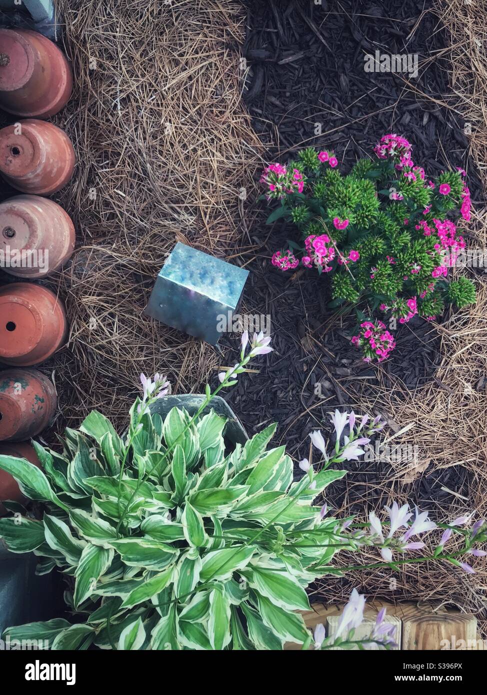 Looking down at small flower patch in summer - Smartphone Captured Stock Image