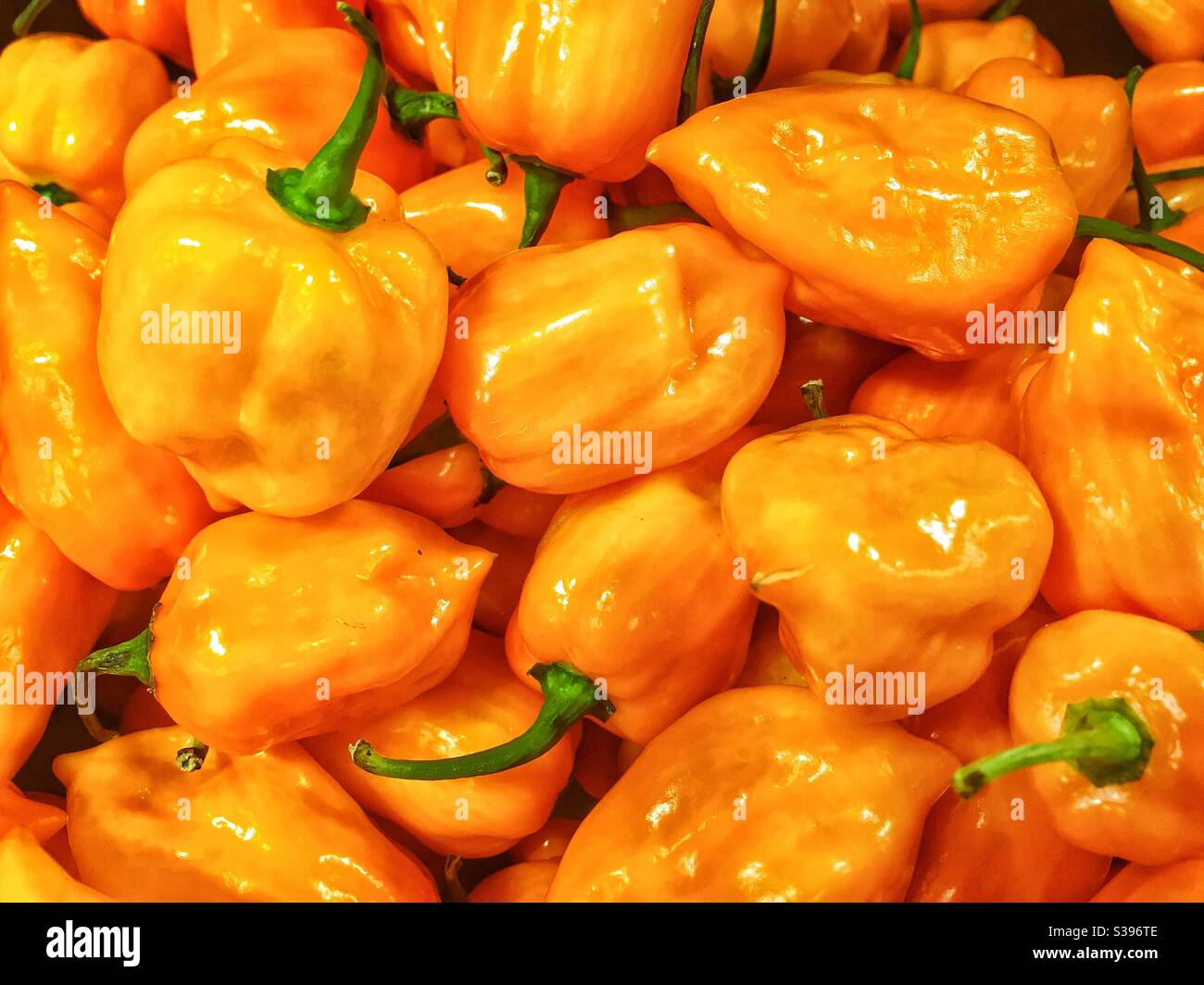 Super hot tiny yellow peppers. - Smartphone Captured Stock Image