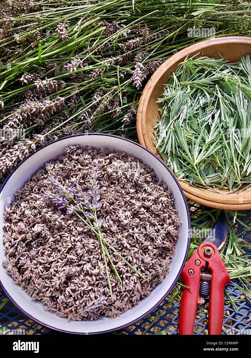 Bowls of freshly picked Lavender seeds and leaves. - Smartphone Captured Stock Image