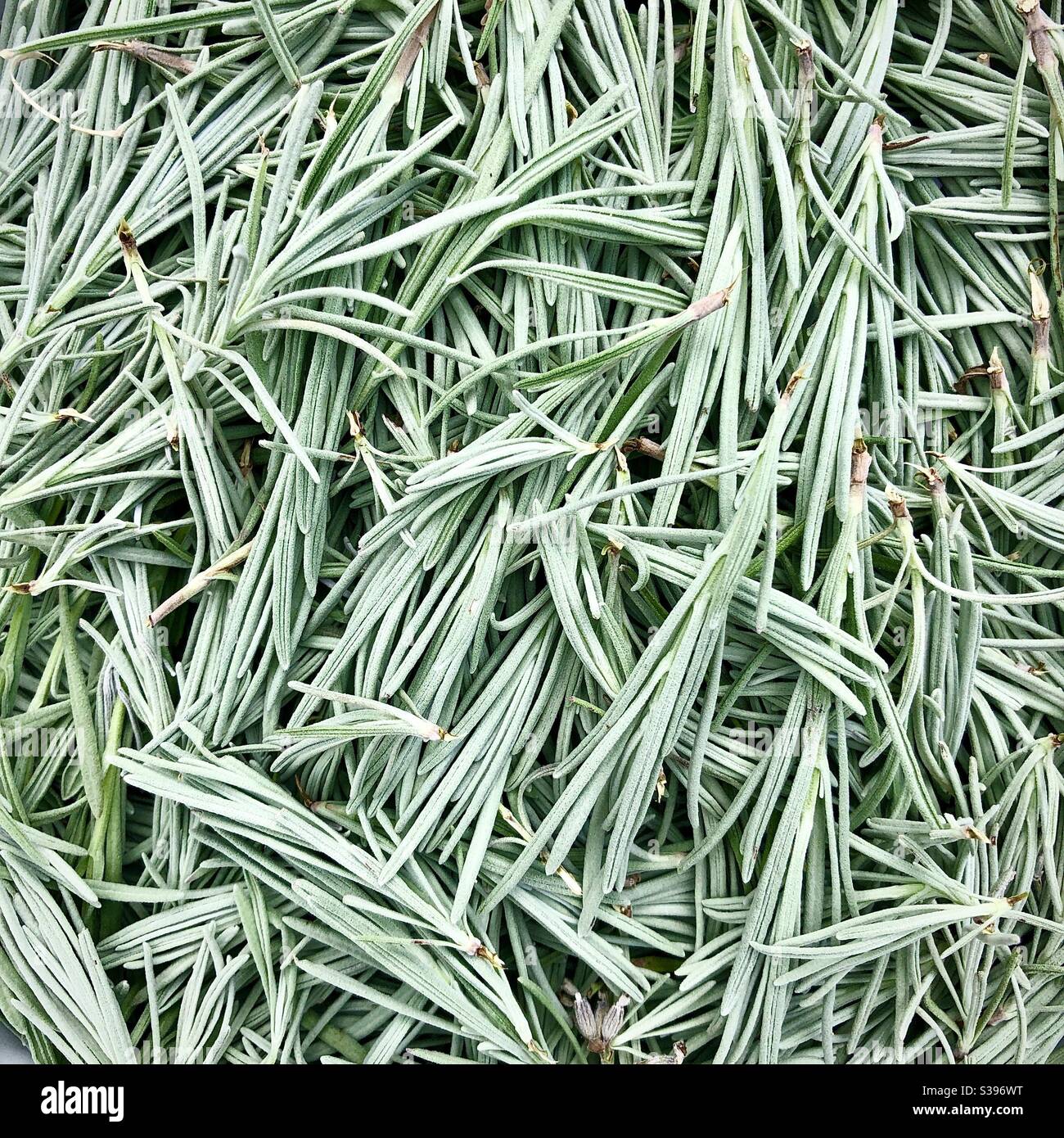 Freshly picked Lavender plant leaves. - Smartphone Captured Stock Image