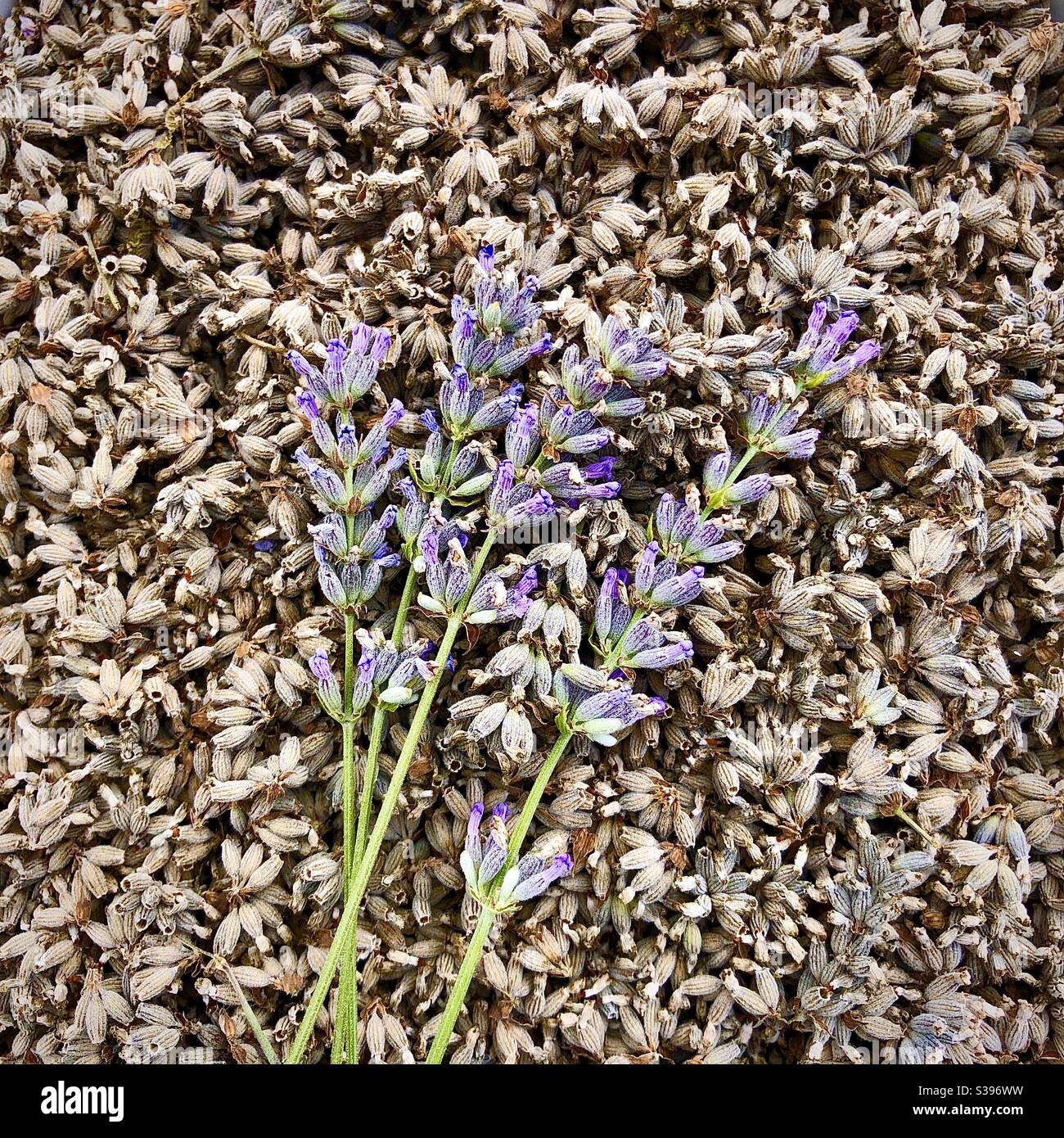 Lavender seeds collected for their perfume in the house. - Smartphone Captured Stock Image