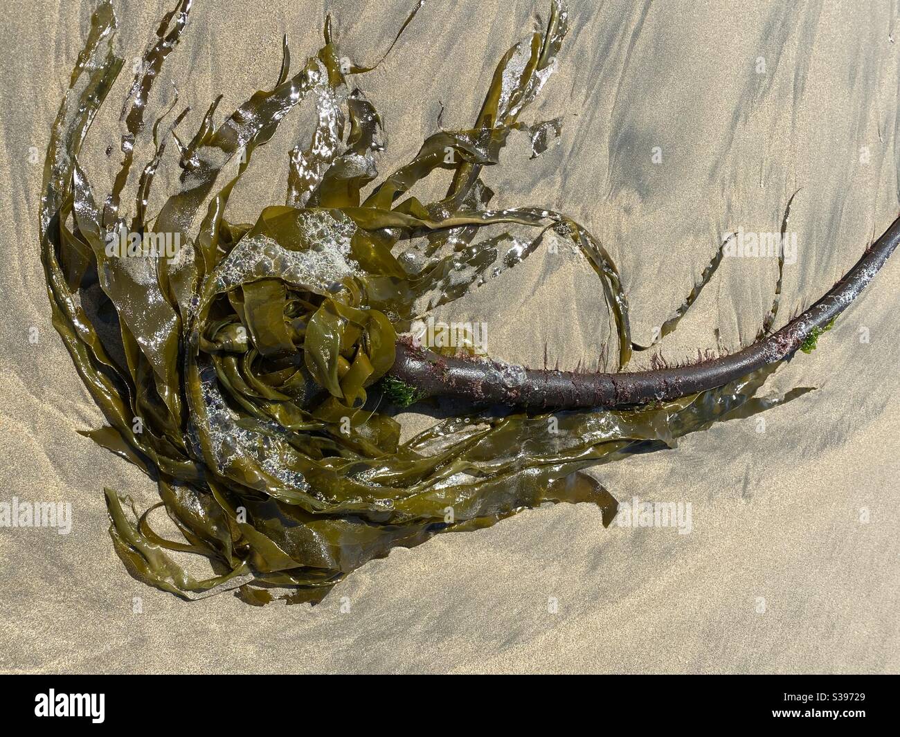 Beached sea kelp off the Northern California coast. Stock Photo