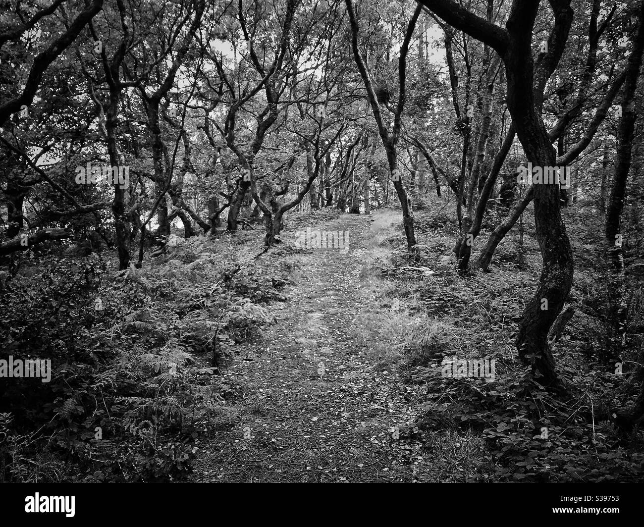 Trail through a gnarly wood. Black and white. - Smartphone Captured Stock Image